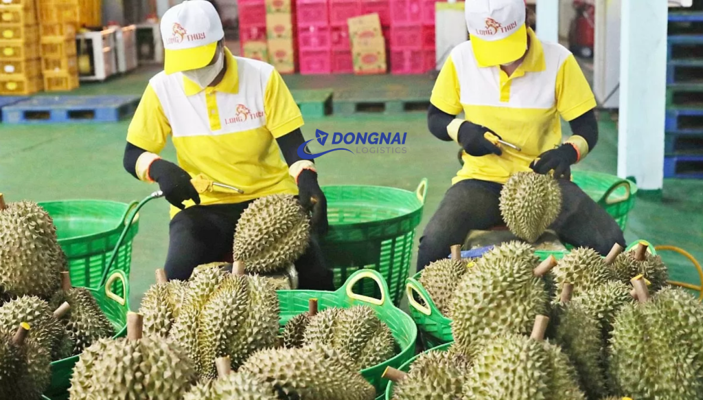 Frozen Durian from Vietnam: Opportunities and Challenges in the Chinese Marke