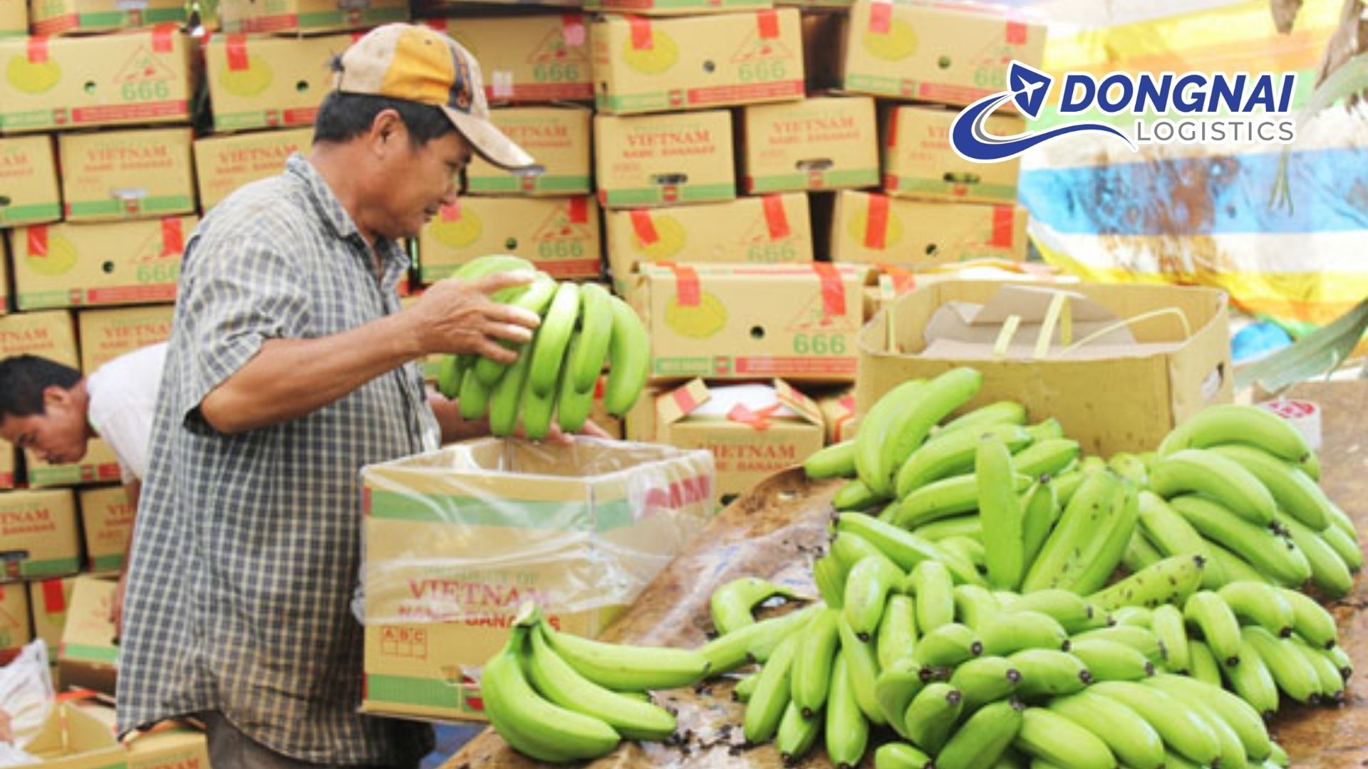 Xuất khẩu chuối từ Đồng Nai sang Nga cơ hội mới cho nông sản Việt Nam