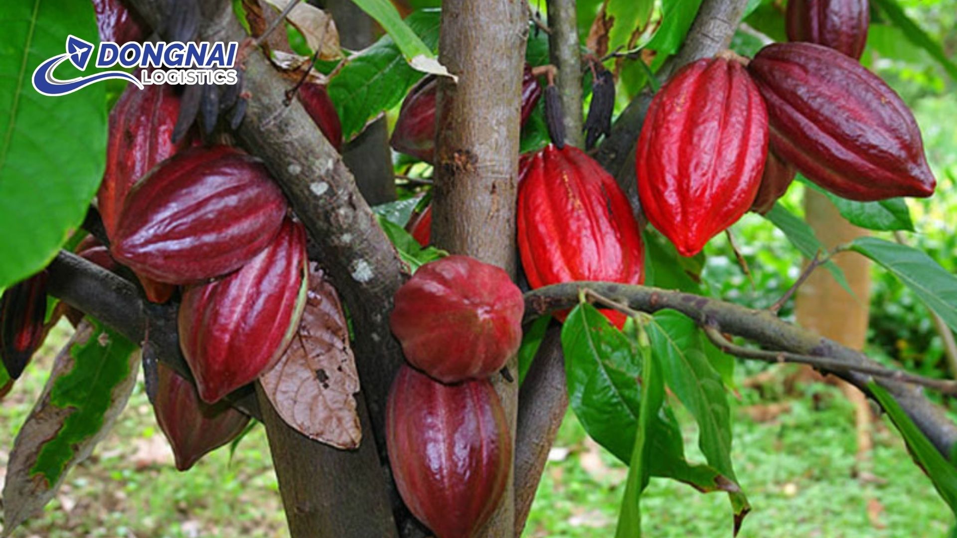 Bước tiến mới cho nông nghiệp Đồng Nai với ca cao xuất khẩu sang thị trường Bỉ