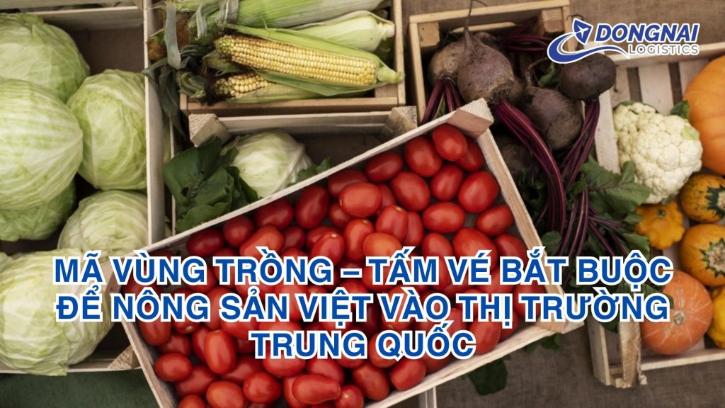 Mã vùng trồng – Tấm vé bắt buộc để nông sản Việt vào thị trường Trung Quốc
