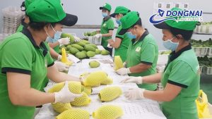 Xuất Khẩu Rau Củ Quả Tươi Từ Đồng Nai Sang Trung Quốc Qua Cửa Khẩu Lạng Sơn