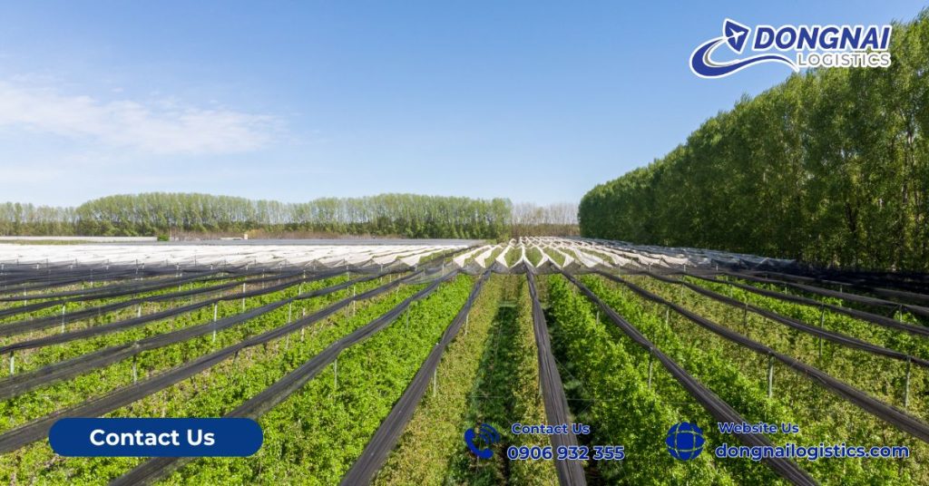 Trung Quốc - Thị Trường Tỷ USD Của Nông Sản Việt