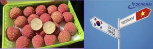 Xuất khẩu vải thiều từ Đồng Nai sang Hàn Quốc