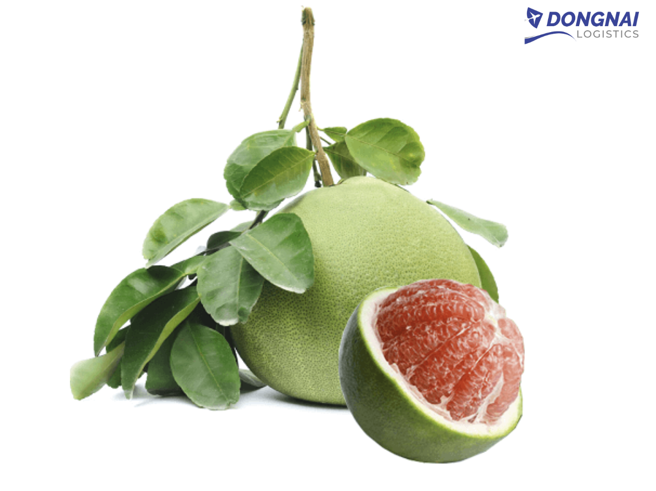 XUẤT KHẨU BƯỞI DA XANH TỪ ĐỒNG NAI SANG THÁI LAN