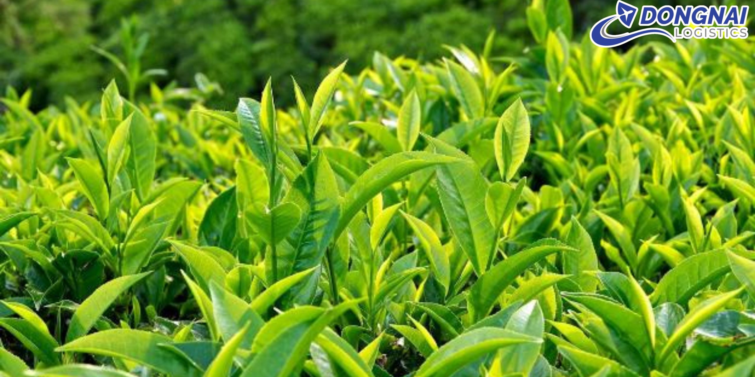 Gửi Trà Xanh Từ Việt Nam Sang Nhật Bản