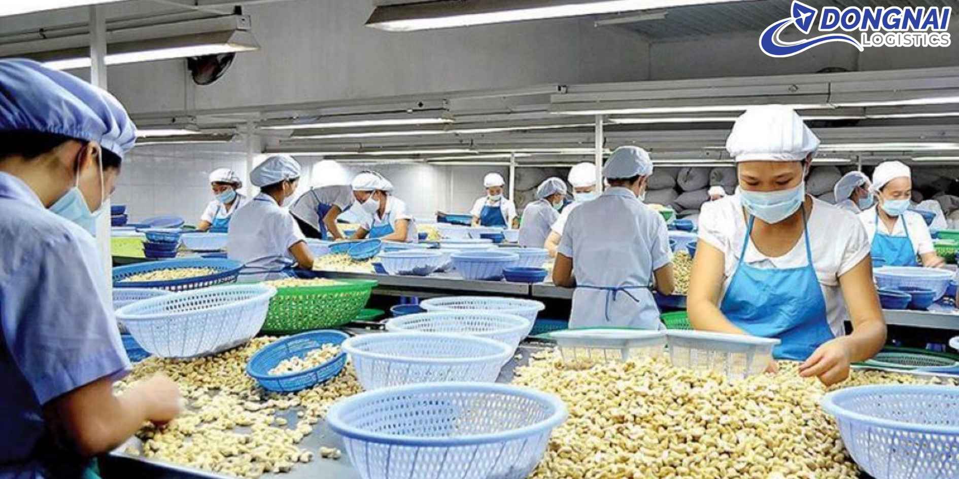 Xuất Khẩu Hạt Điều Việt Nam Sang EU – Niềm Tự Hào Nông Sản Việt Nam