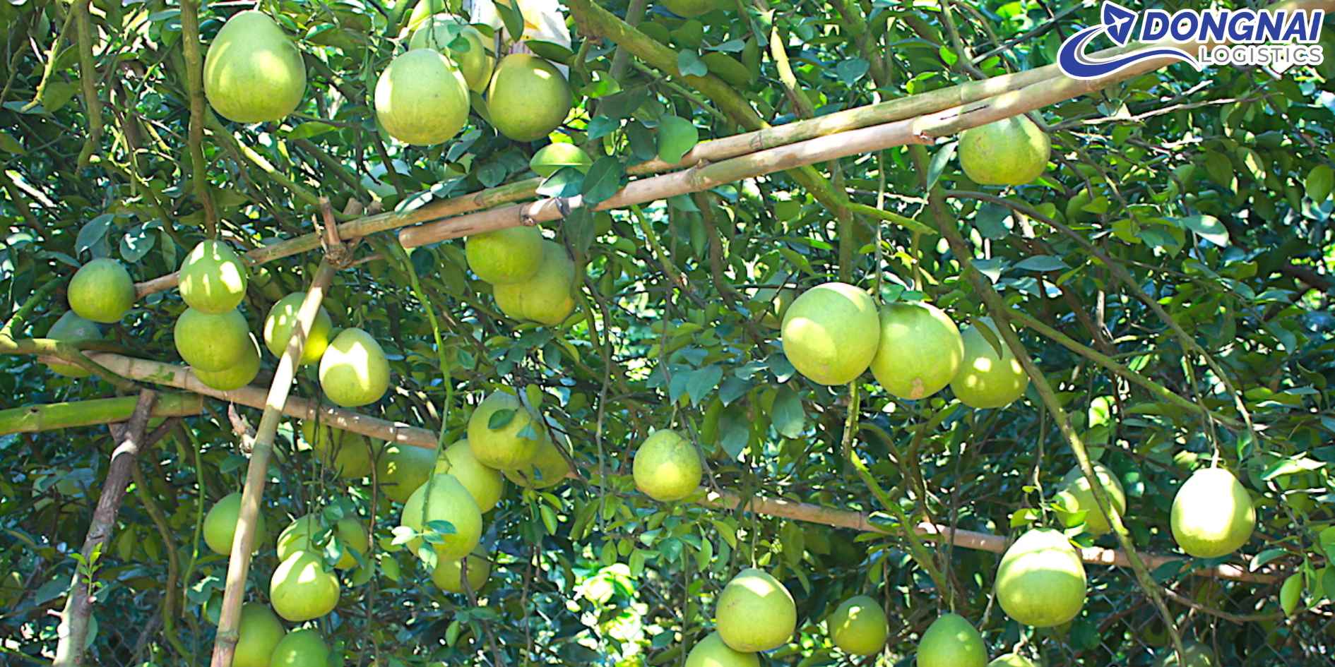 Vận Chuyển Bưởi Tân Triều Từ Đồng Nai Đi Đà Nẵng - Giữ Trọn Hương Vị Đặc Sắc Miền Đông
