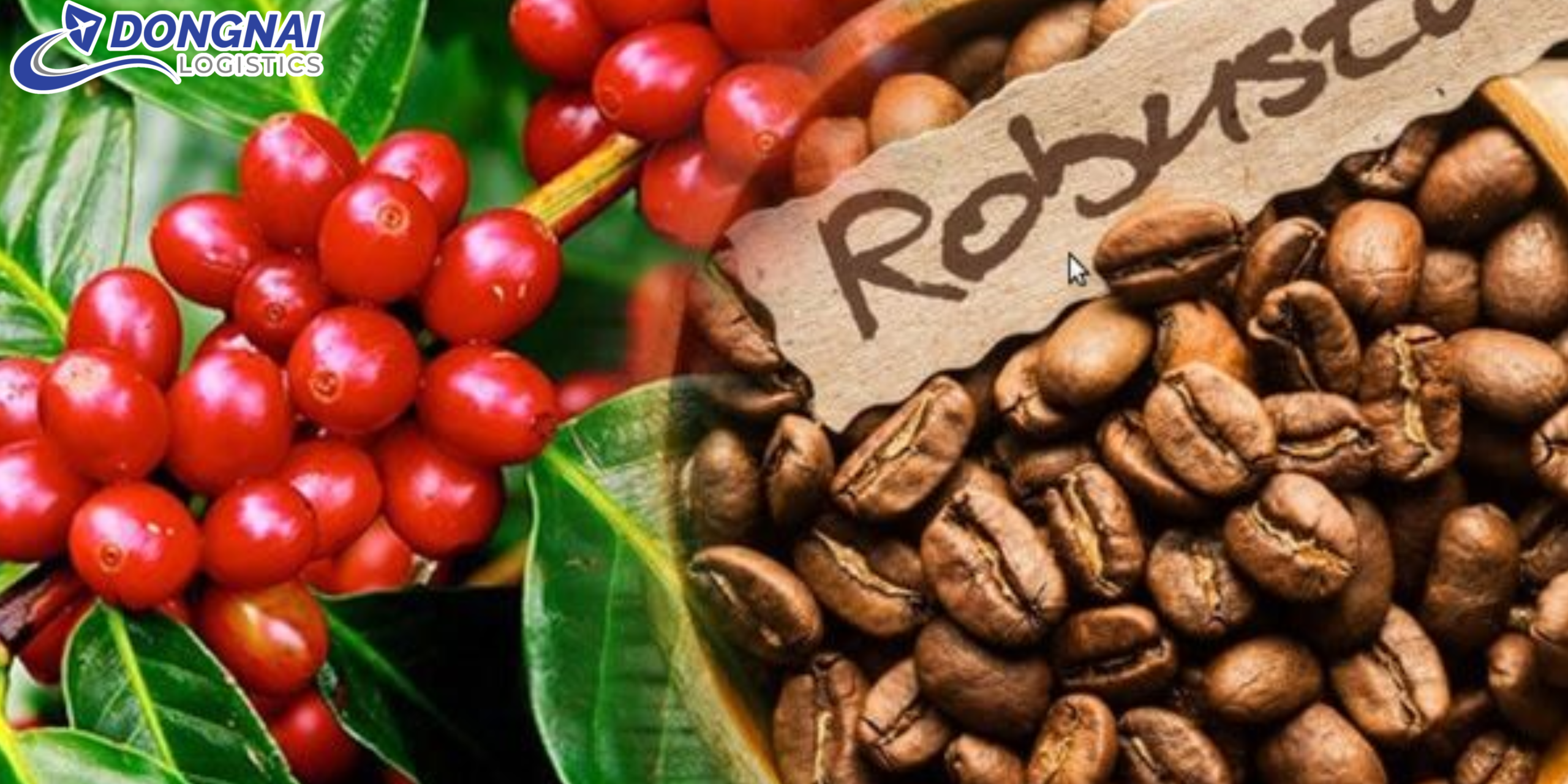 Vận Chuyển Cà Phê Robusta Từ Đắk Lắk Đi Hà Nội – Giữ Trọn Hương Vị Nguyên Chất