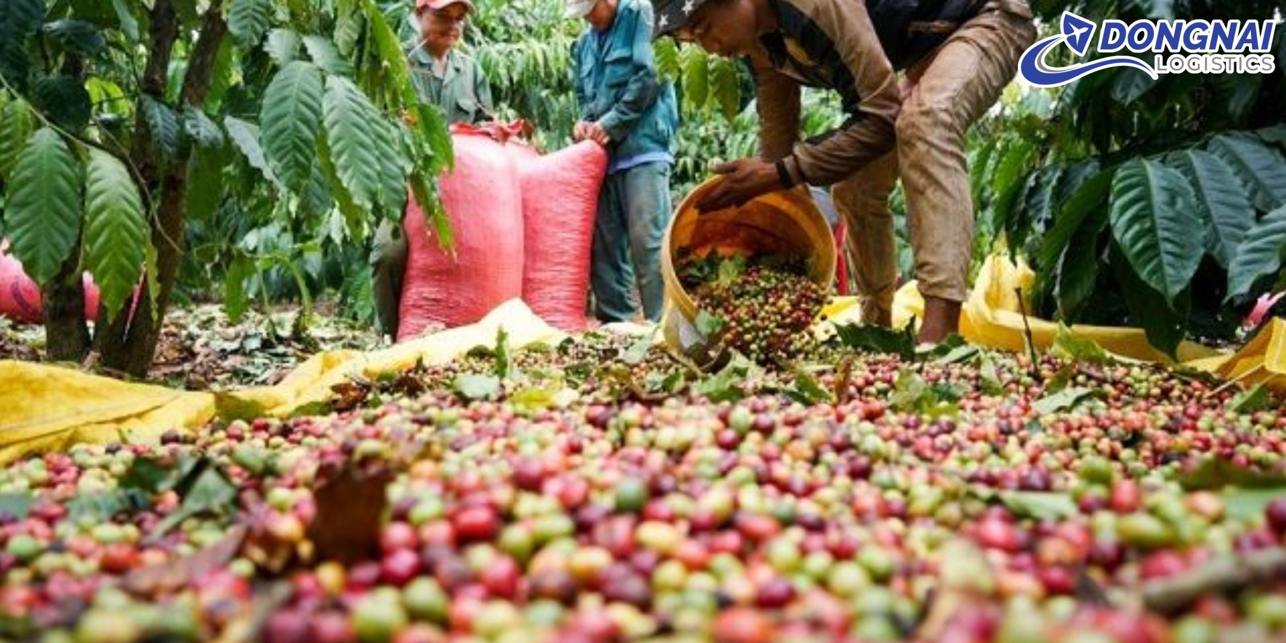 Xuất Khẩu Cà Phê Việt Nam Đi Đức – Đưa Hương Vị Việt Vươn Tầm Châu Âu Cùng DongNai Logistics