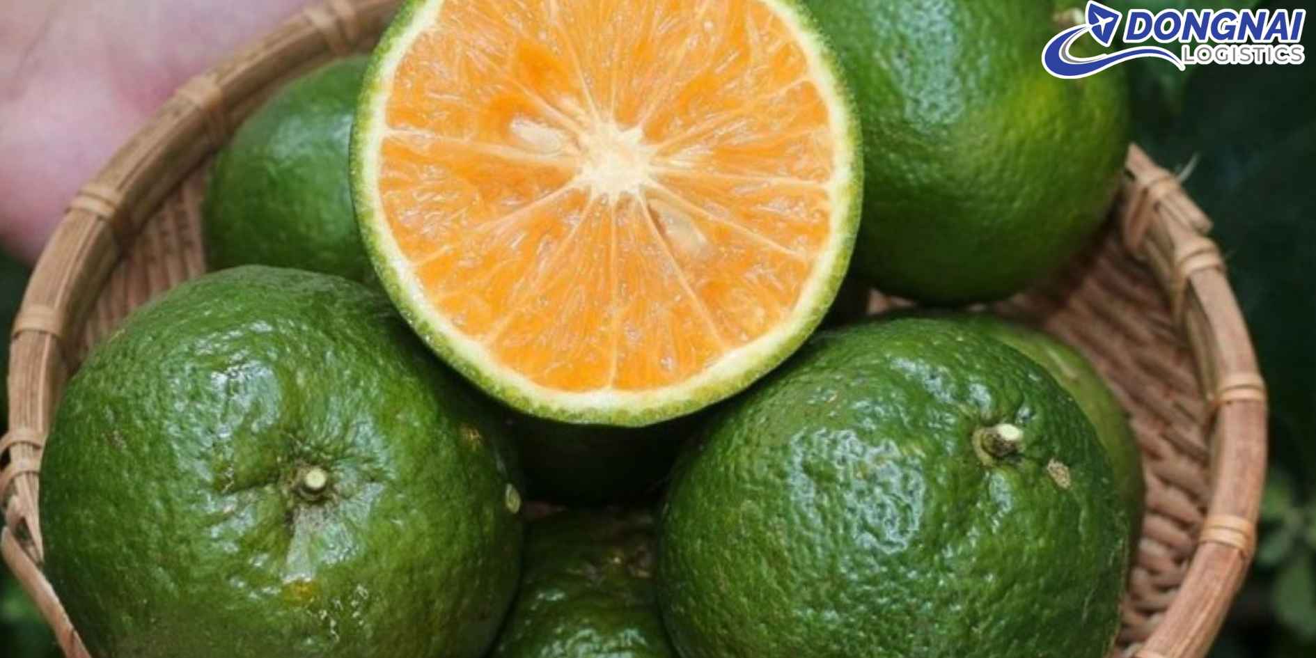 Vận Chuyển Cam Sành Vĩnh Long Ra Hà Nội – Giữ Trọn Hương Vị Miền Sông Nước