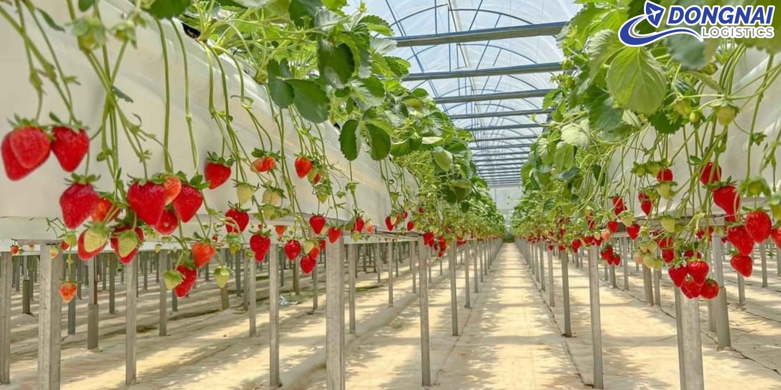Gửi Hỏa Tốc Dâu Tây Từ Đà Lạt Đi Sài Gòn – Giữ Trọn Vị Ngon Tươi Cùng DongNai Logistics