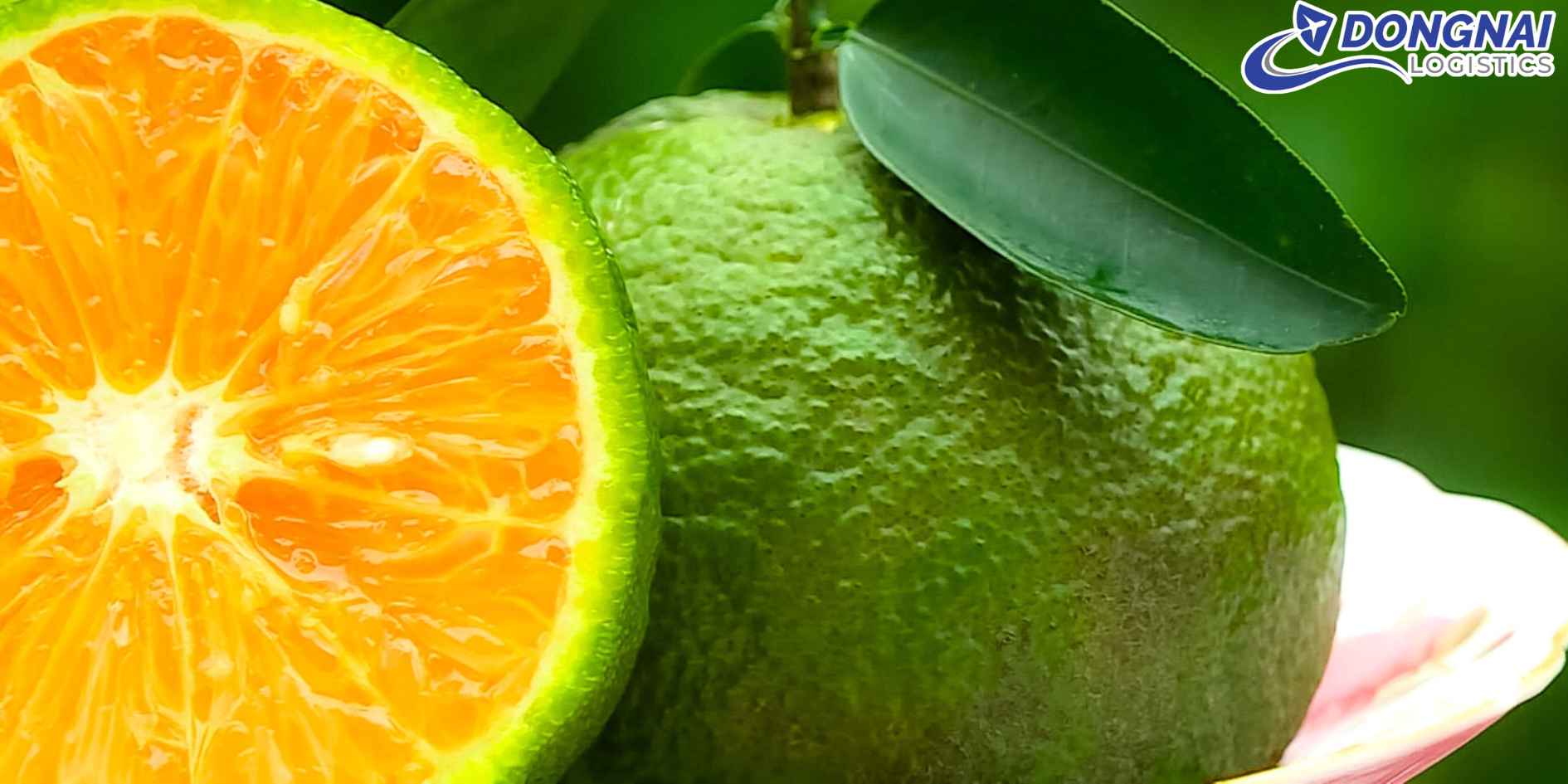 Vận Chuyển Cam Sành Vĩnh Long Ra Hà Nội – Giữ Trọn Hương Vị Miền Sông Nước