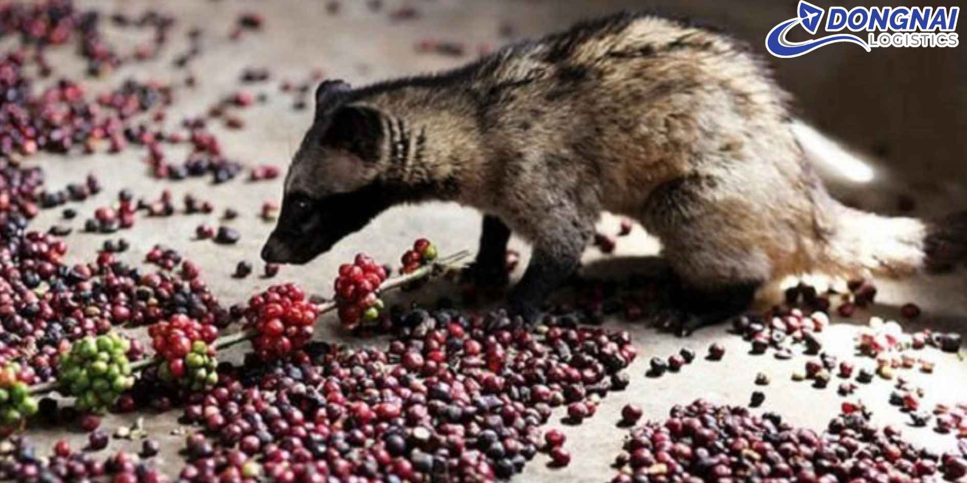 Vận Chuyển Cà Phê Chồn Việt Nam Sang Pháp – Giữ Trọn Hương Vị Đặc Sản