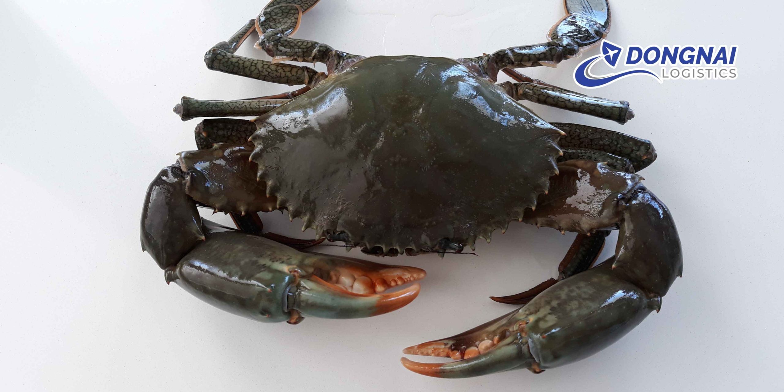 Gửi Hỏa Tốc Cua Sống Từ Đồng Nai Đi Hải Phòng – Hướng Dẫn Chi Tiết Và An Toàn