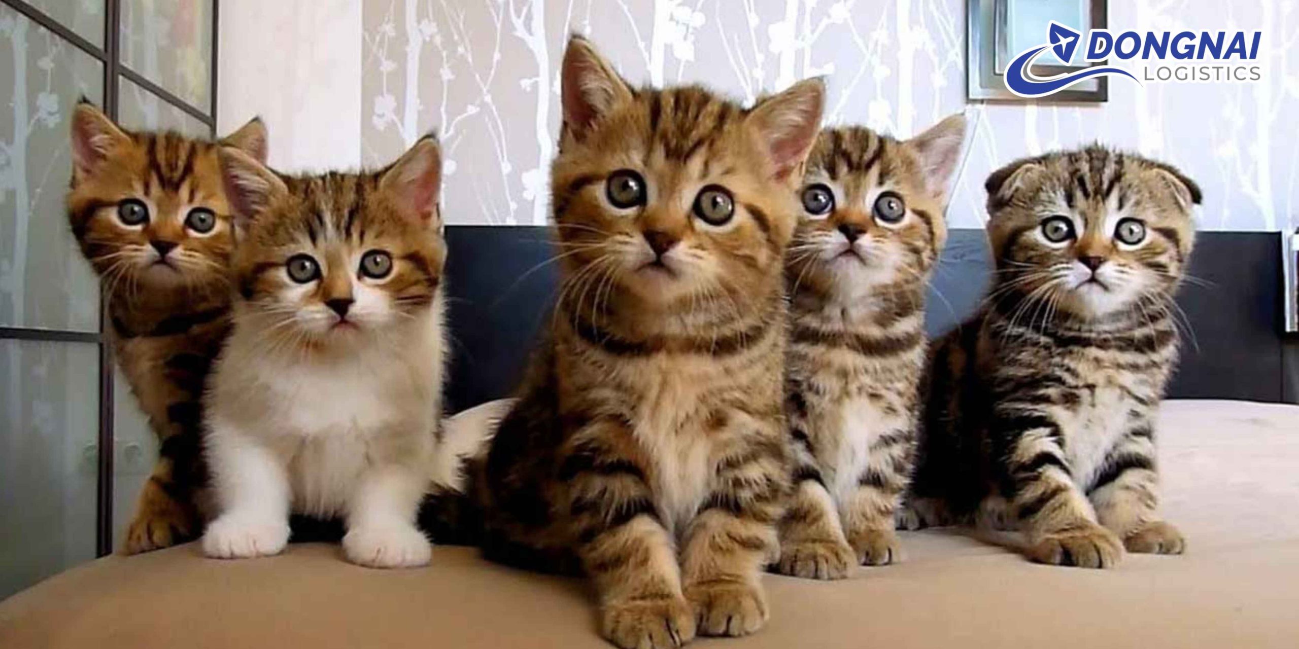 Gửi Mèo Từ Biên Hòa Đi Huế – An Toàn, Êm Ái Cùng DongNai Logistics