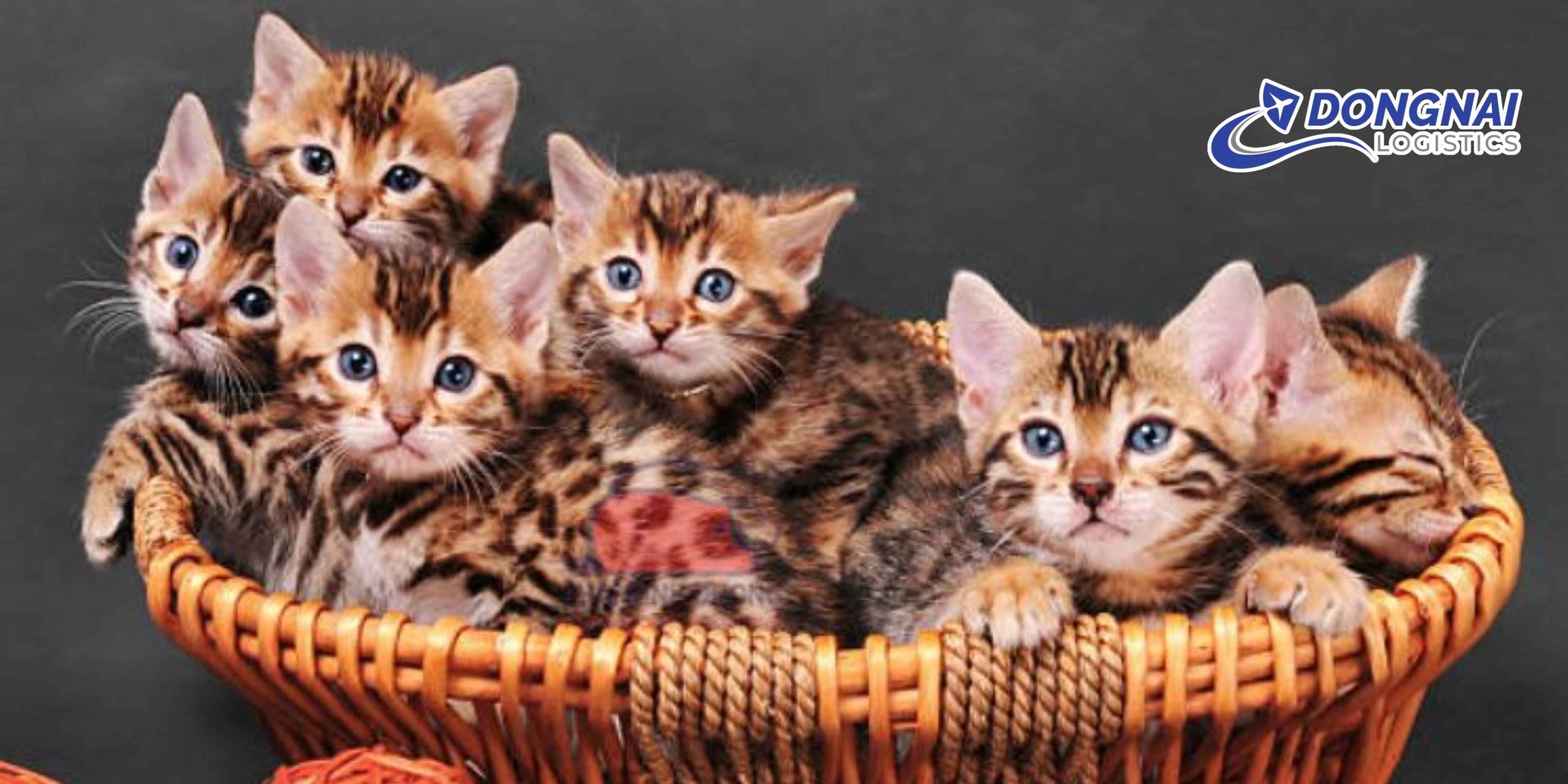 Gửi Mèo Từ Biên Hòa Đi Huế – An Toàn, Êm Ái Cùng DongNai Logistics
