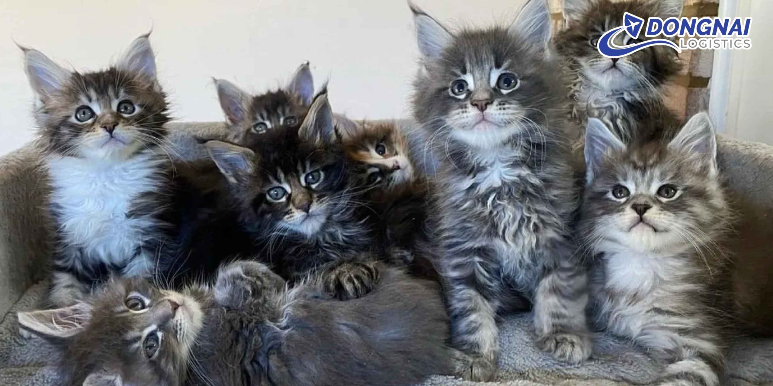 Gửi Mèo Từ Biên Hòa Đi Huế – An Toàn, Êm Ái Cùng DongNai Logistics
