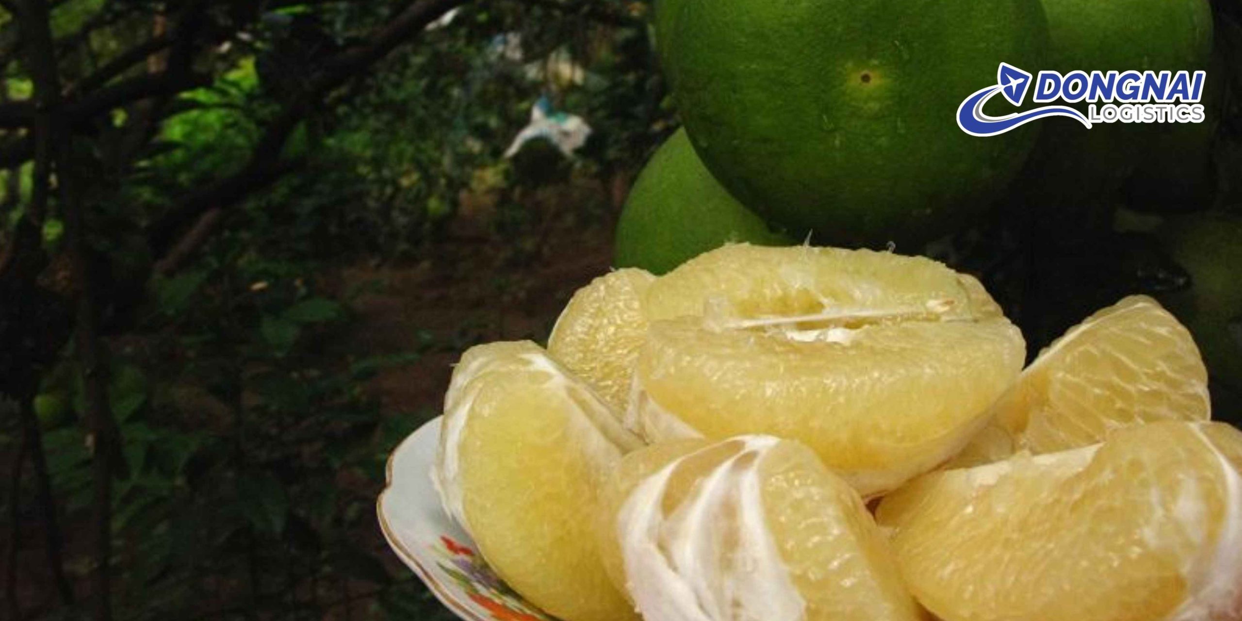 Gửi Bưởi Tân Triều Từ Đồng Nai Đi Hà Nội – An Toàn, Nhanh Chóng Cùng DongNai Logistics