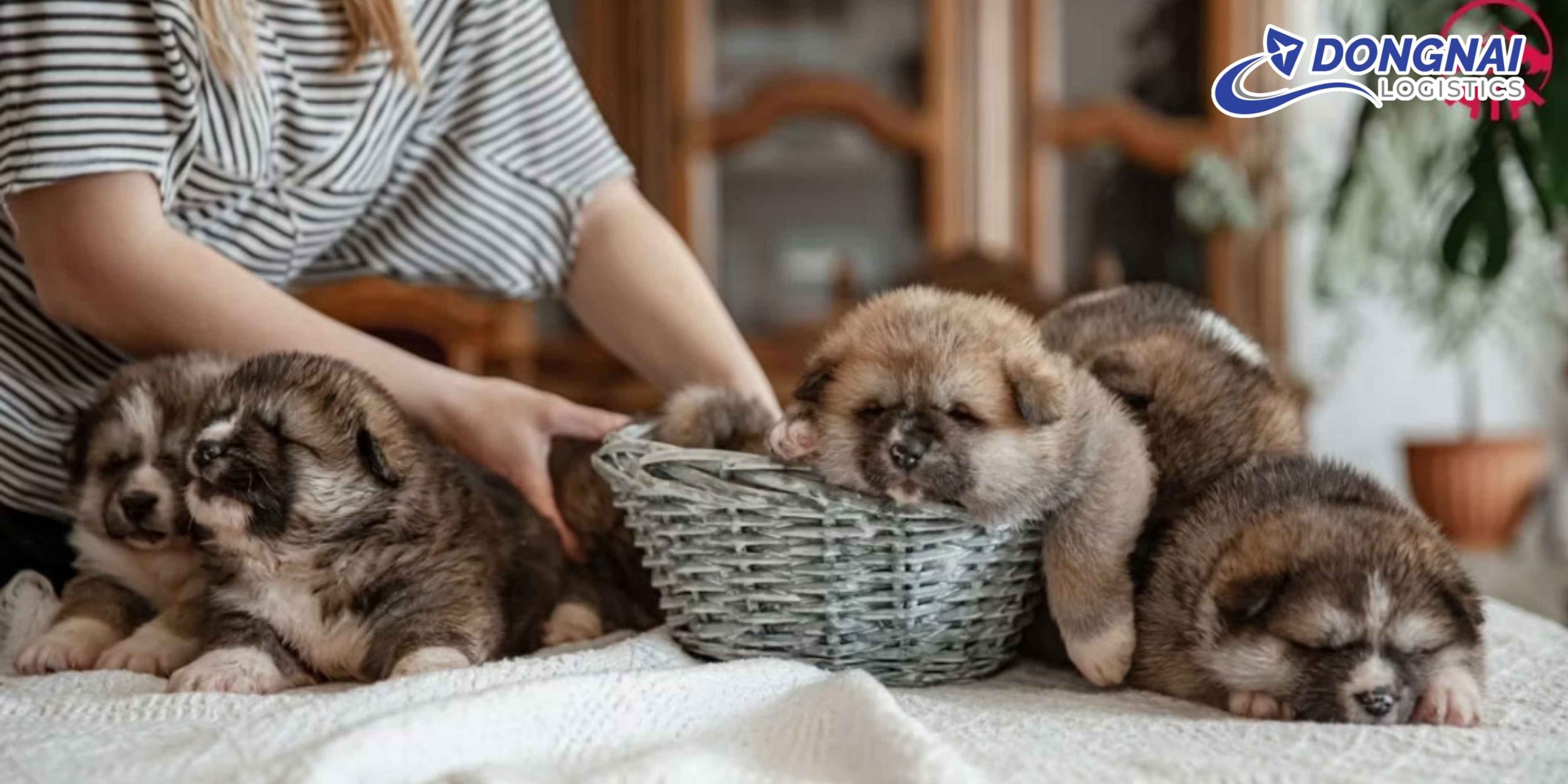 Vận Chuyển Thú Cưng Từ TP. HCM Đi Cần Thơ – An Toàn, Thoải Mái Cùng DongNai Logistics