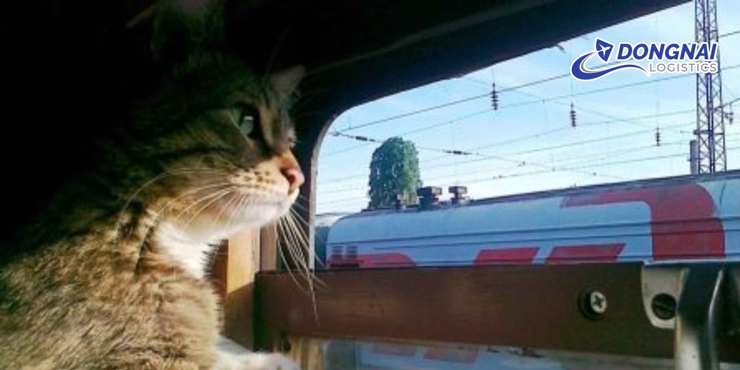 Vận Chuyển Thú Cưng Từ TP. HCM Đi Cần Thơ – An Toàn, Thoải Mái Cùng DongNai Logistics