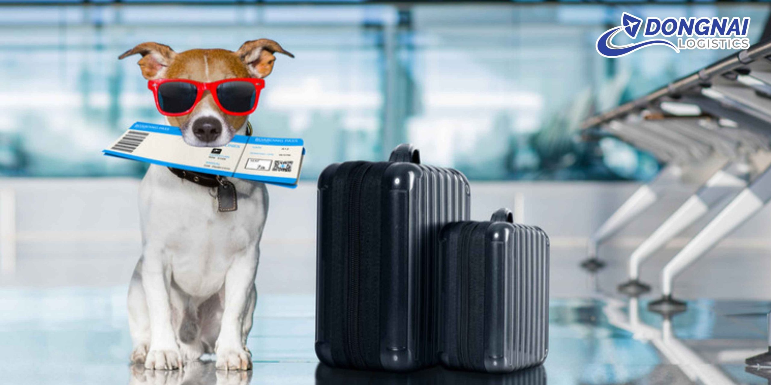Vận Chuyển Thú Cưng Từ TP. HCM Đi Cần Thơ – An Toàn, Thoải Mái Cùng DongNai Logistics