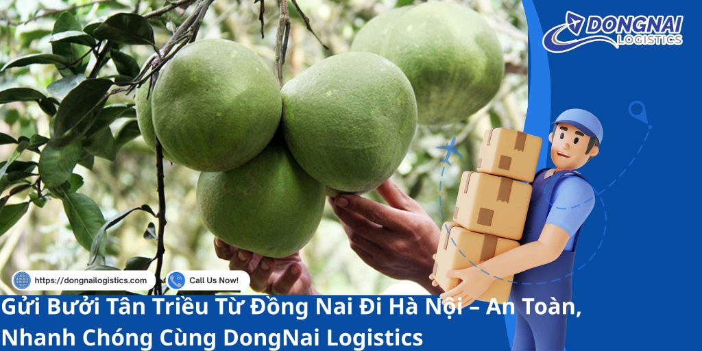 Gửi Bưởi Tân Triều Từ Đồng Nai Đi Hà Nội – An Toàn, Nhanh Chóng Cùng DongNai Logistics