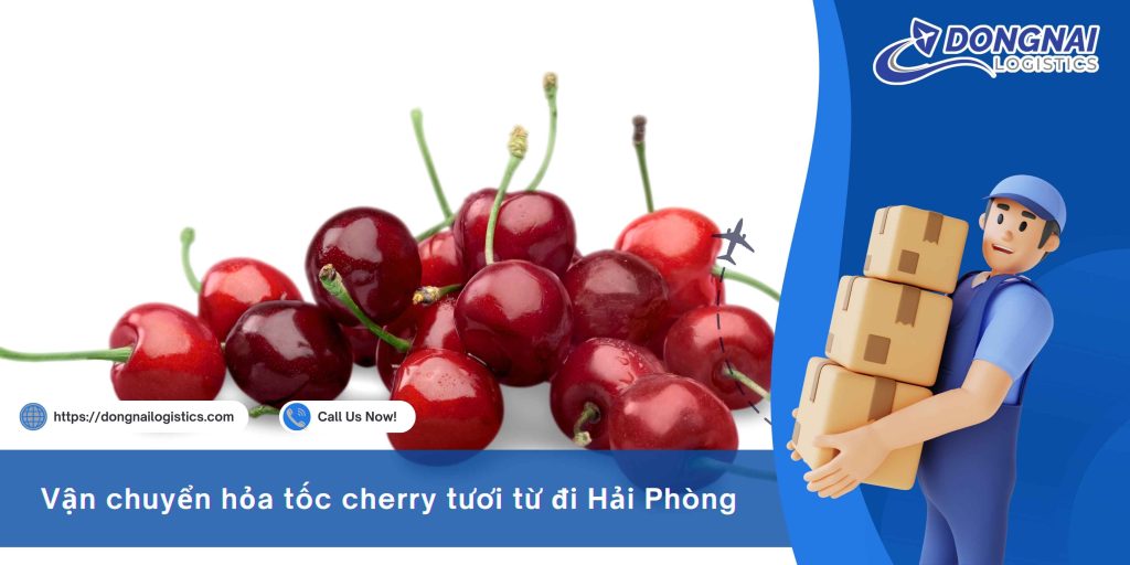 Vận chuyển hỏa tốc cherry tươi từ Đồng Nai đi Hải Phòng là giải pháp hiệu quả để giữ nguyên độ tươi, màu sắc và hương vị của loại trái cây cao cấp này. Khi thực hiện đúng quy trình chọn hàng, đóng gói và bảo quản lạnh, cherry có thể đến tay người nhận trong ngày với chất lượng tốt, hình thức đẹp và an toàn khi sử dụng.