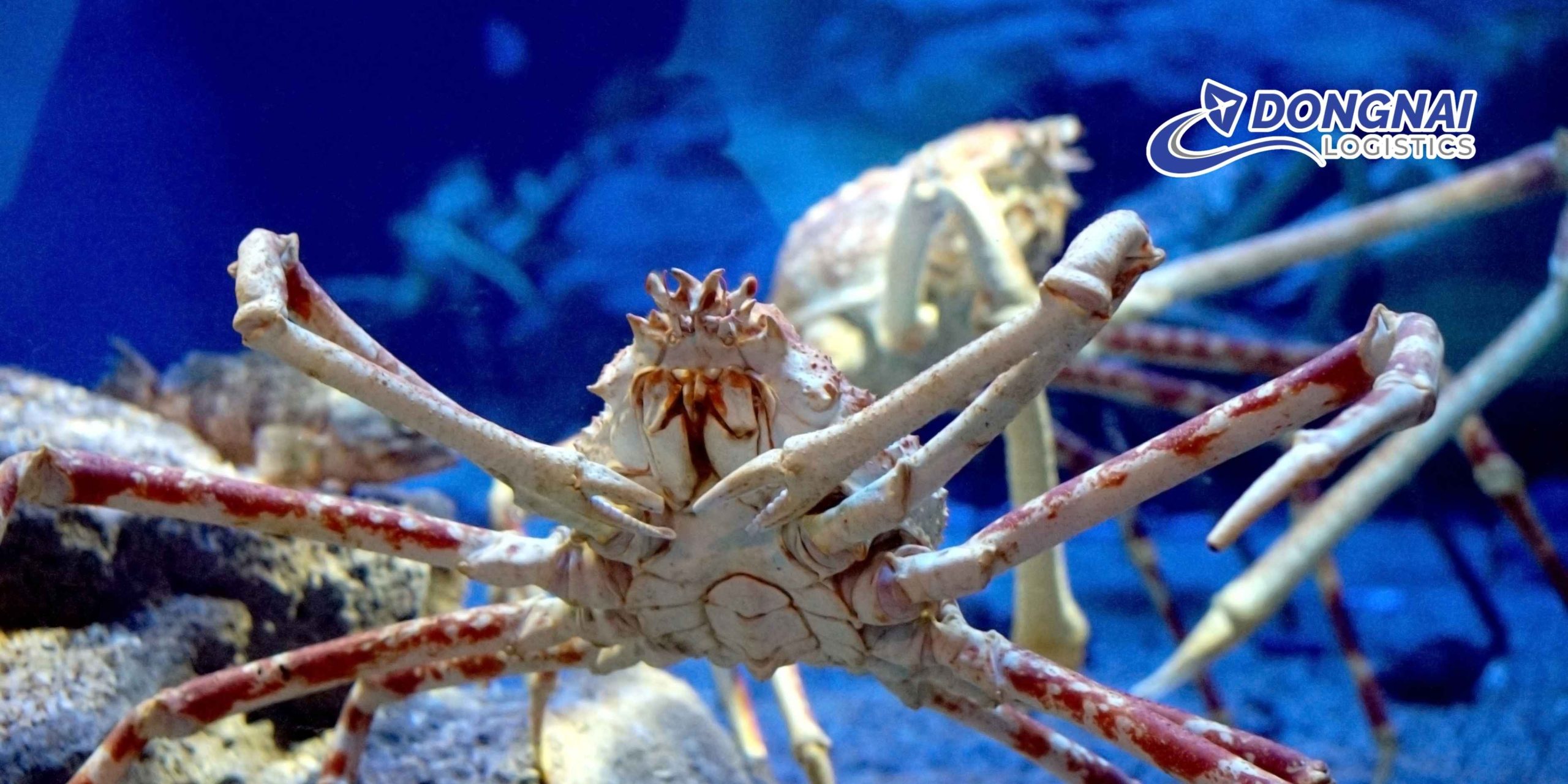 Gửi Cua Sống Hải Phòng Từ Đồng Nai Nhanh Chóng An Toàn