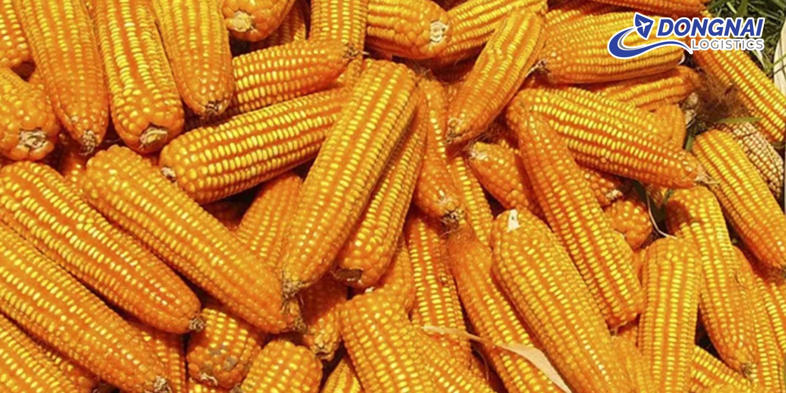 GỬI HẠT BẮP KHÔ TỪ VIỆT NAM SANG MỸ – AN TOÀN, ĐÚNG QUY ĐỊNH CÙNG DONGNAI LOGISTICS