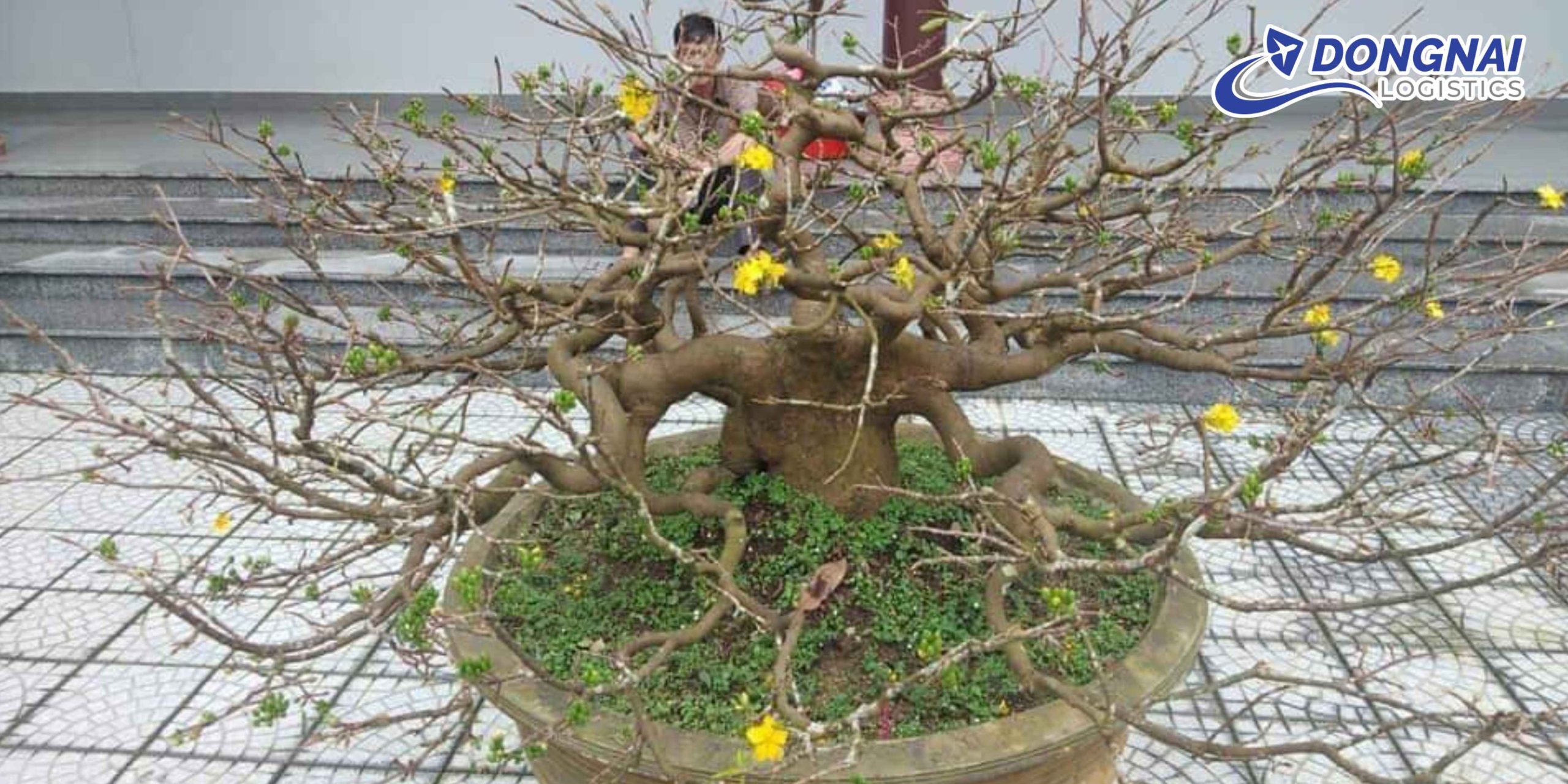 VẬN CHUYỂN CÂY MAI CẢNH BẰNG ĐƯỜNG SẮT BẮC NAM – AN TOÀN, ỔN ĐỊNH CÙNG DONGNAI LOGISTICS