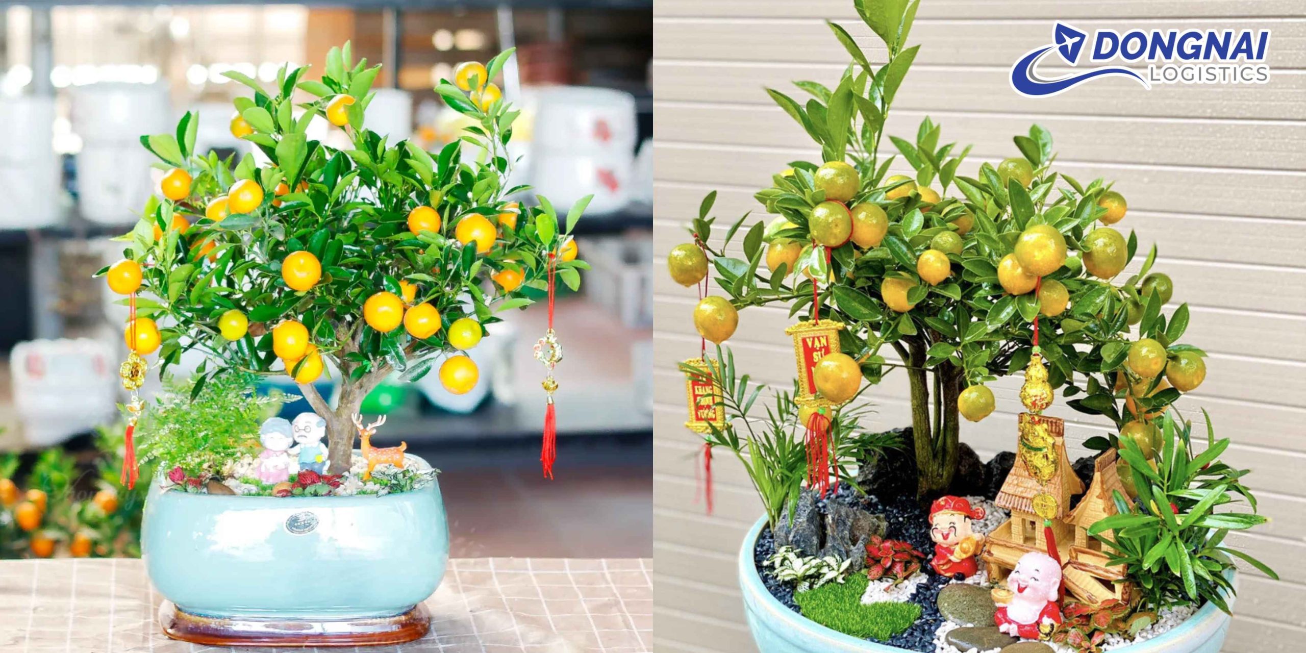 VẬN CHUYỂN CÂY QUẤT CẢNH NGÀY TẾT TỪ TP. HCM RA ĐÀ NẴNG – AN TOÀN, ĐÚNG HẸN CÙNG DONGNAI LOGISTICS