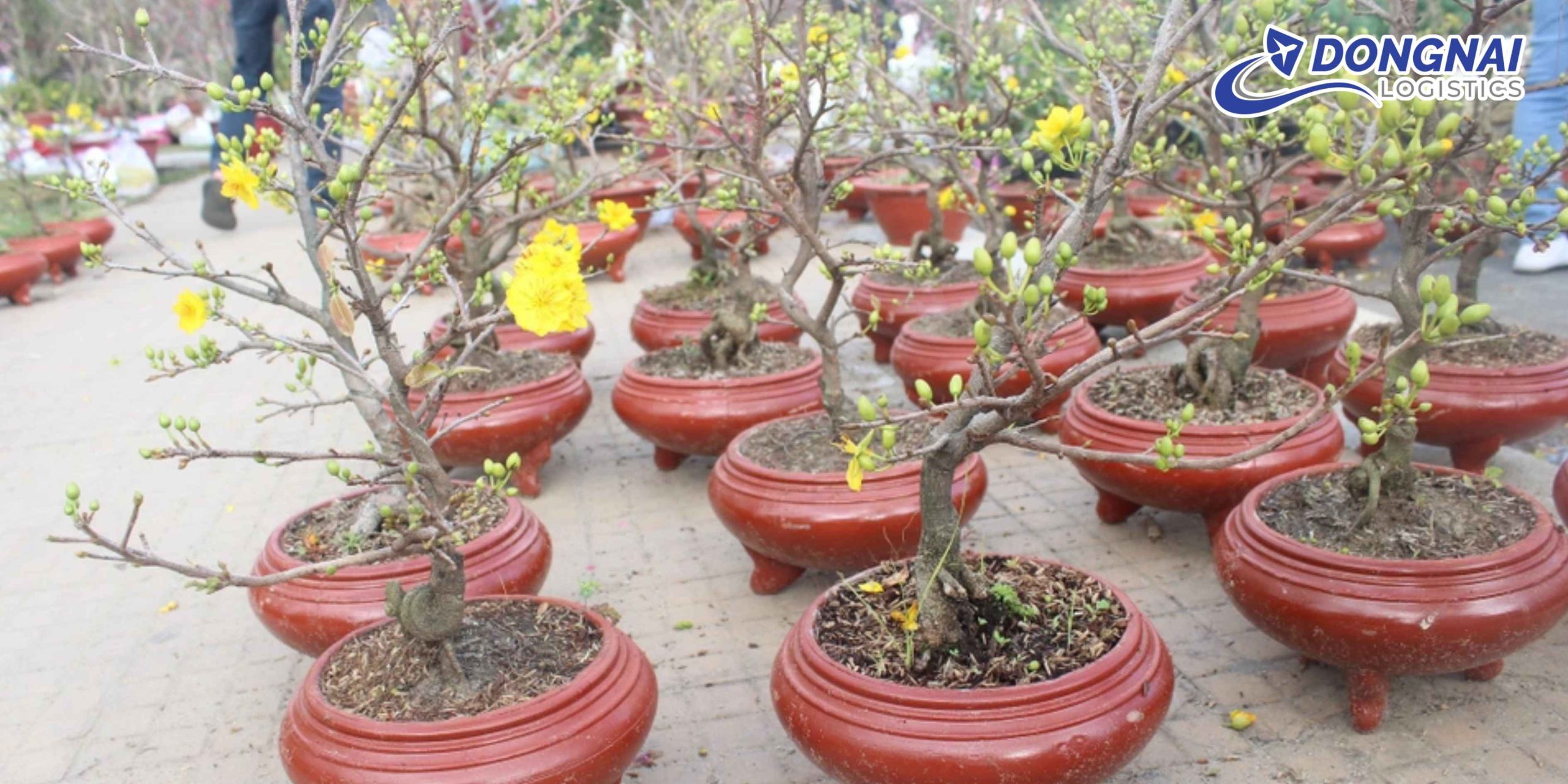 VẬN CHUYỂN MAI TẾT TỪ TP.HCM ĐI CÁC TỈNH BẰNG XE TẢI – AN TOÀN, ĐÚNG HẸN CÙNG DONGNAI LOGISTICS