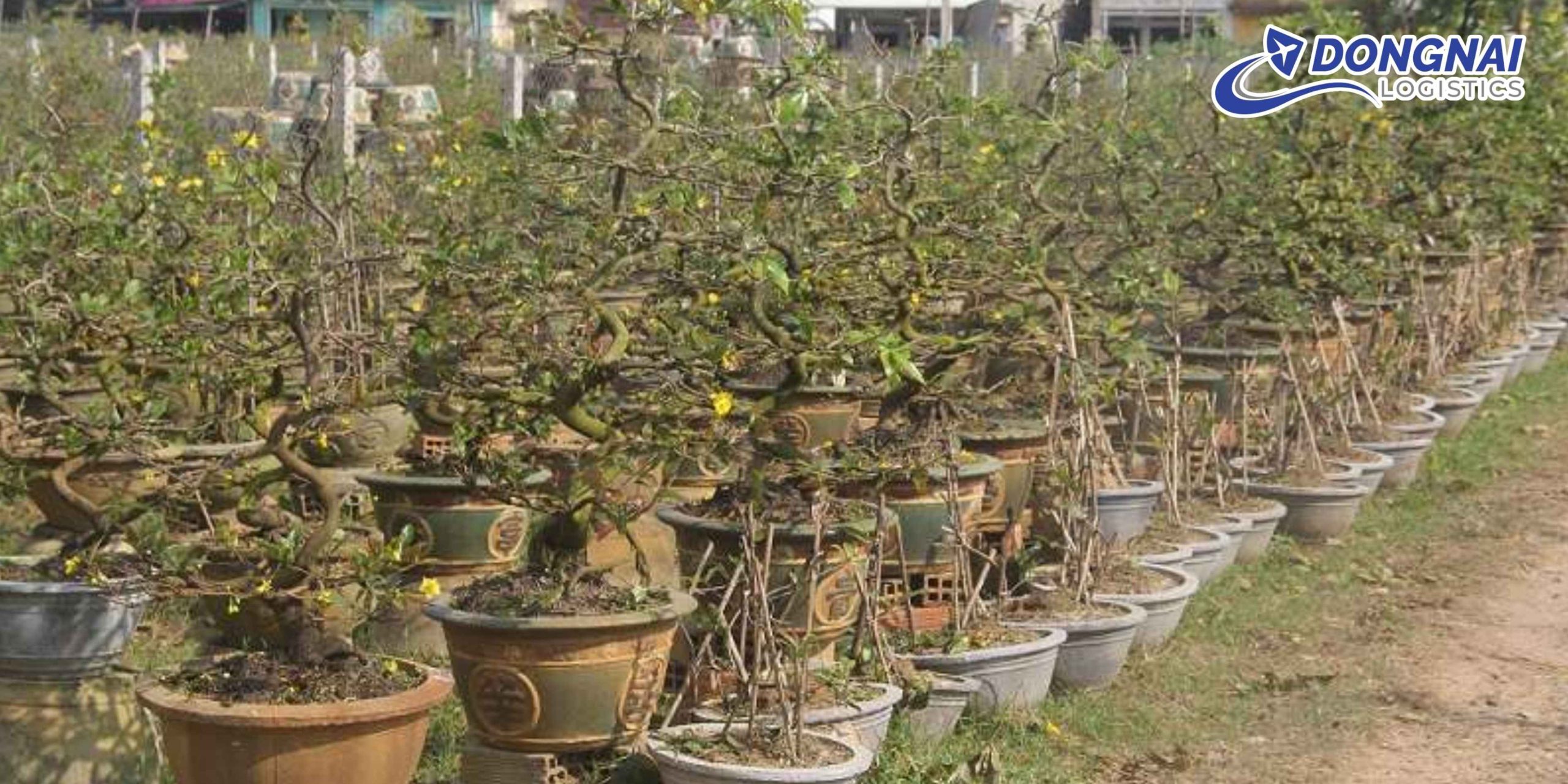 GỬI CÂY MAI CẢNH TỪ TP.HCM ĐI HÀ NỘI – AN TOÀN, NGUYÊN DÁNG CÙNG DONGNAI LOGISTICS