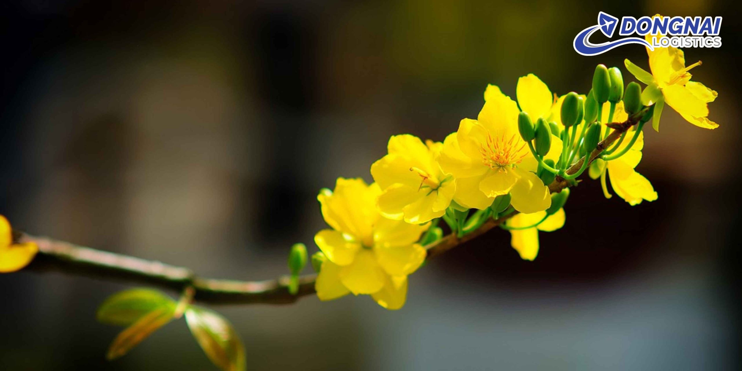 VẬN CHUYỂN CÂY MAI CẢNH BẰNG ĐƯỜNG SẮT BẮC NAM – AN TOÀN, ỔN ĐỊNH CÙNG DONGNAI LOGISTICS