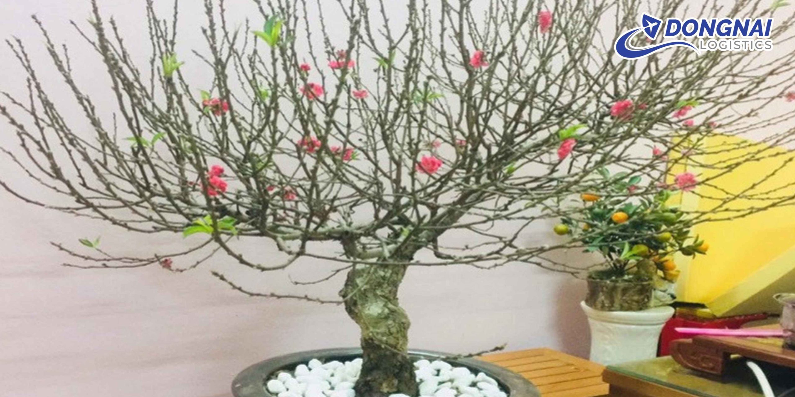 VẬN CHUYỂN CÂY ĐÀO TRƯNG TẾT TỪ HÀ NỘI VÀO TP. HCM – AN TOÀN, ĐÚNG HẸN CÙNG DONGNAI LOGISTICS