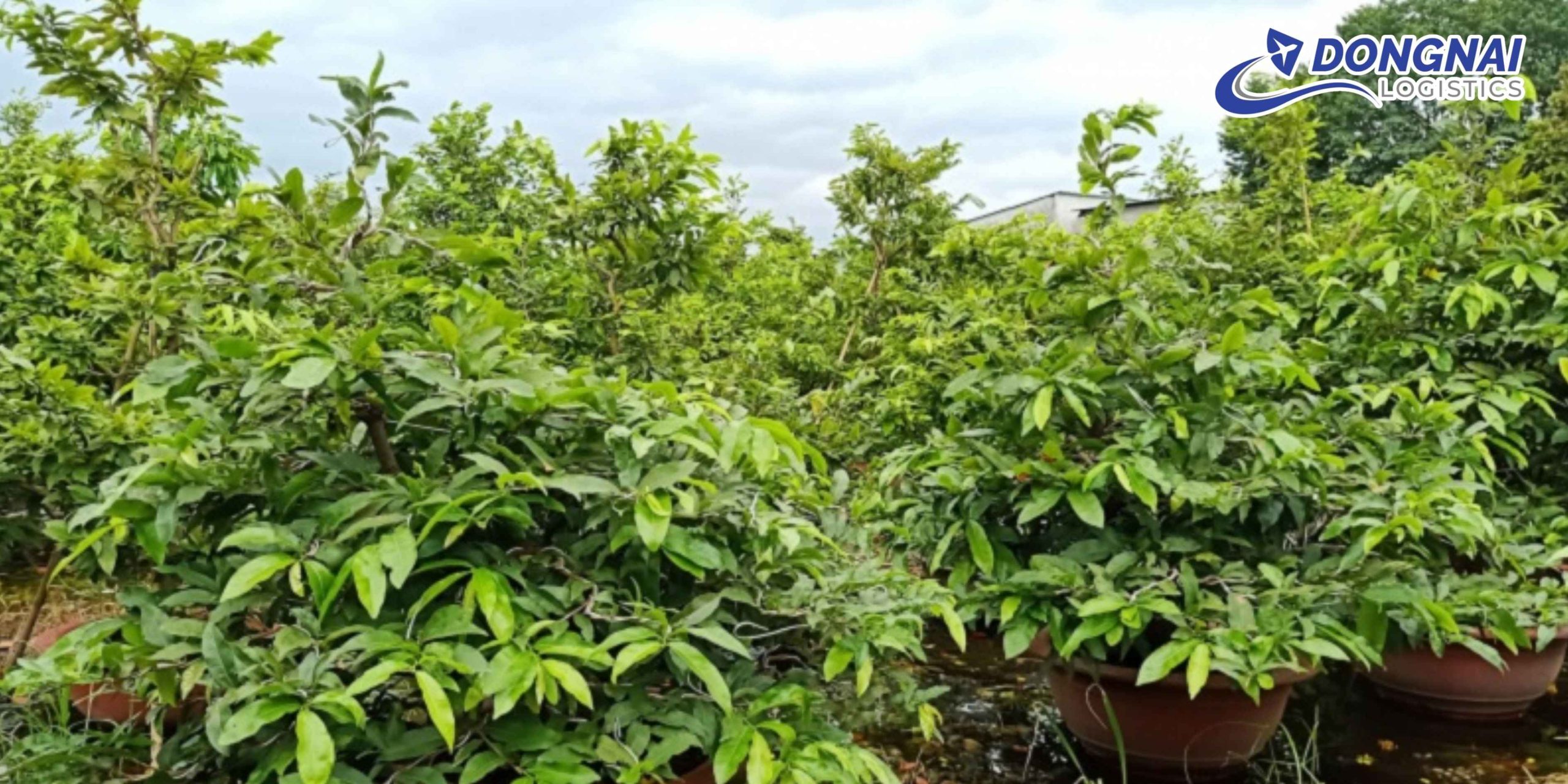 GỬI CÂY MAI CẢNH TỪ TP.HCM ĐI HÀ NỘI – AN TOÀN, NGUYÊN DÁNG CÙNG DONGNAI LOGISTICS