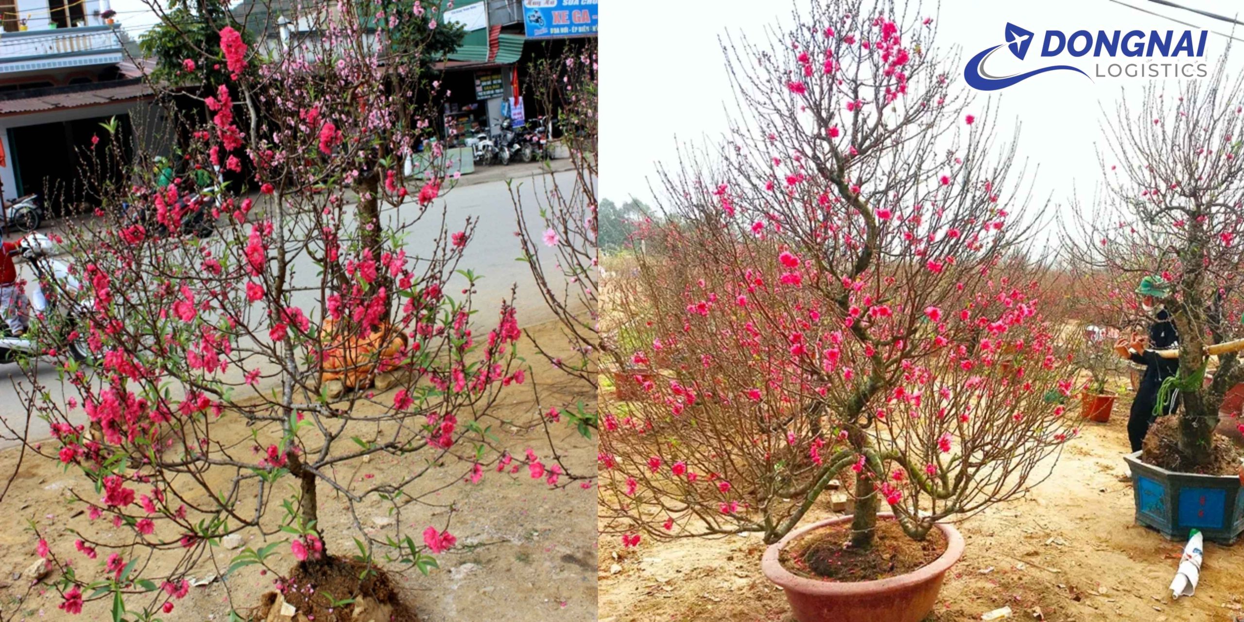 VẬN CHUYỂN CÂY ĐÀO TRƯNG TẾT TỪ HÀ NỘI VÀO TP. HCM – AN TOÀN, ĐÚNG HẸN CÙNG DONGNAI LOGISTICS