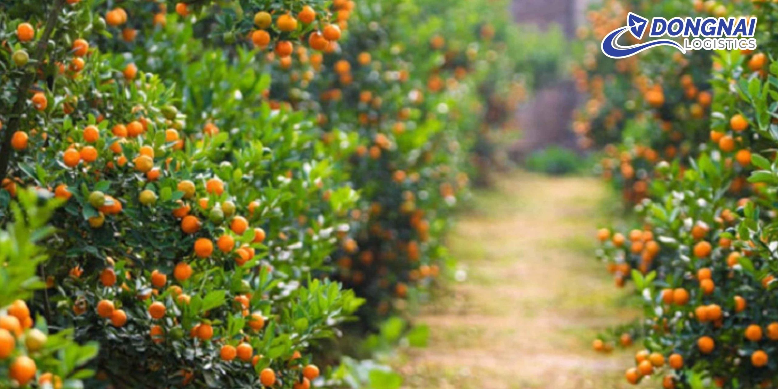 VẬN CHUYỂN CÂY QUẤT CẢNH NGÀY TẾT TỪ TP. HCM RA ĐÀ NẴNG – AN TOÀN, ĐÚNG HẸN CÙNG DONGNAI LOGISTICS