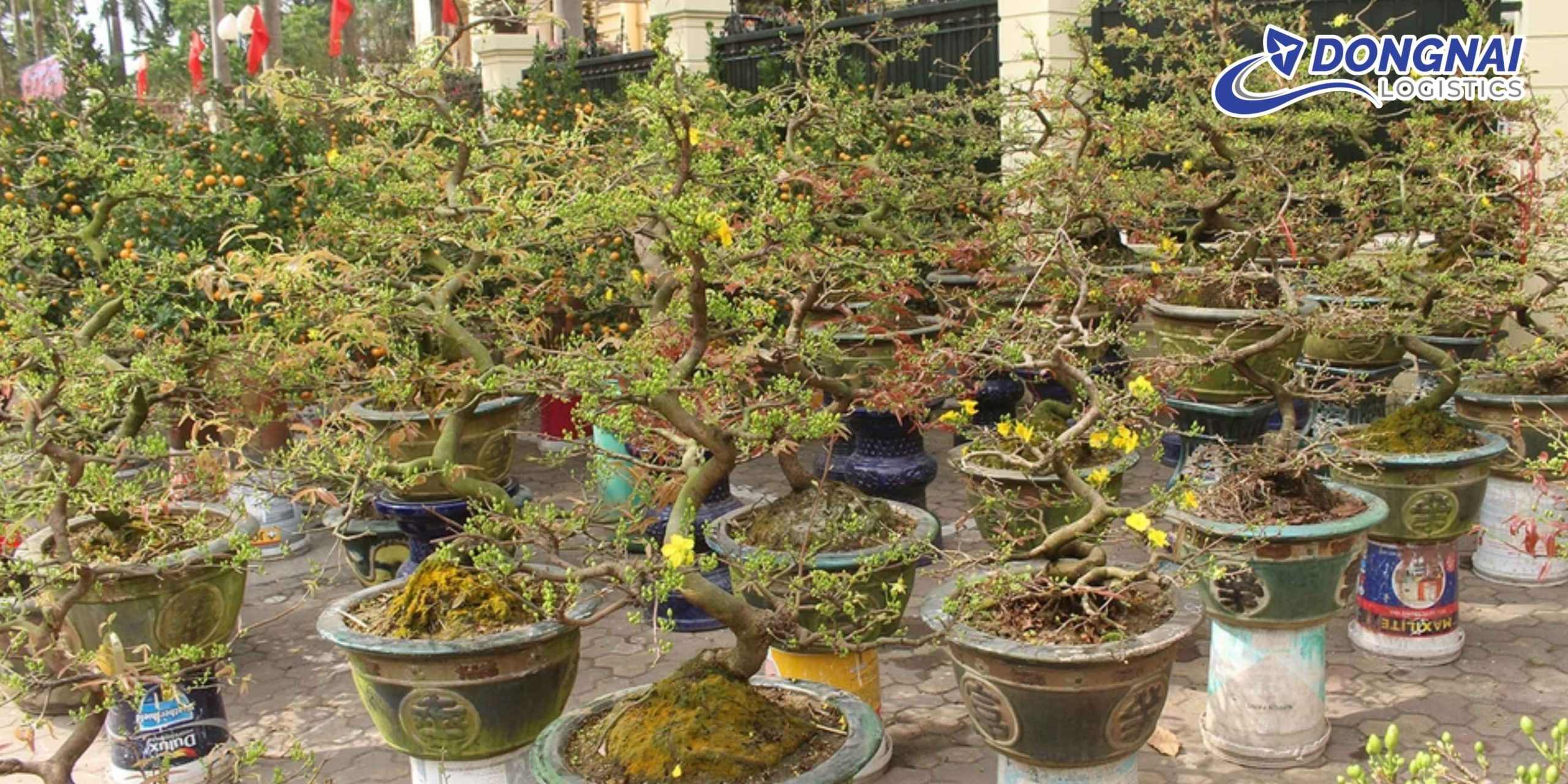 VẬN CHUYỂN MAI TẾT TỪ TP.HCM ĐI CÁC TỈNH BẰNG XE TẢI – AN TOÀN, ĐÚNG HẸN CÙNG DONGNAI LOGISTICS