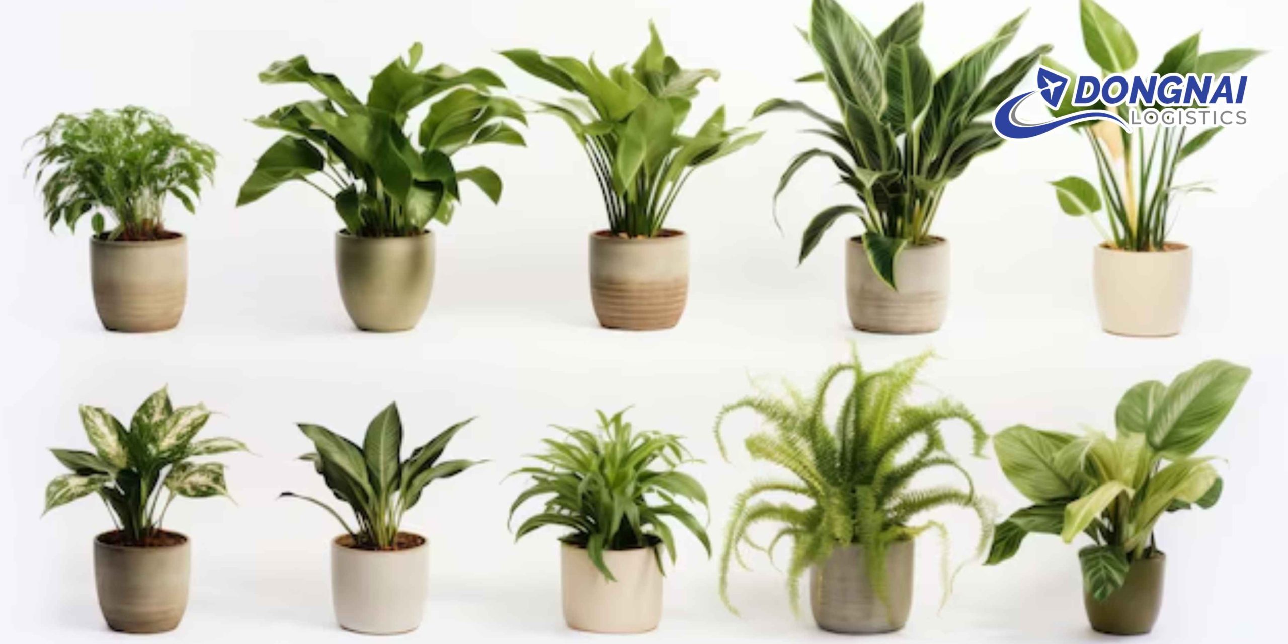 Gửi Cây Cảnh Từ Việt Nam Sang Úc An Toàn Cùng DongNai Logistics