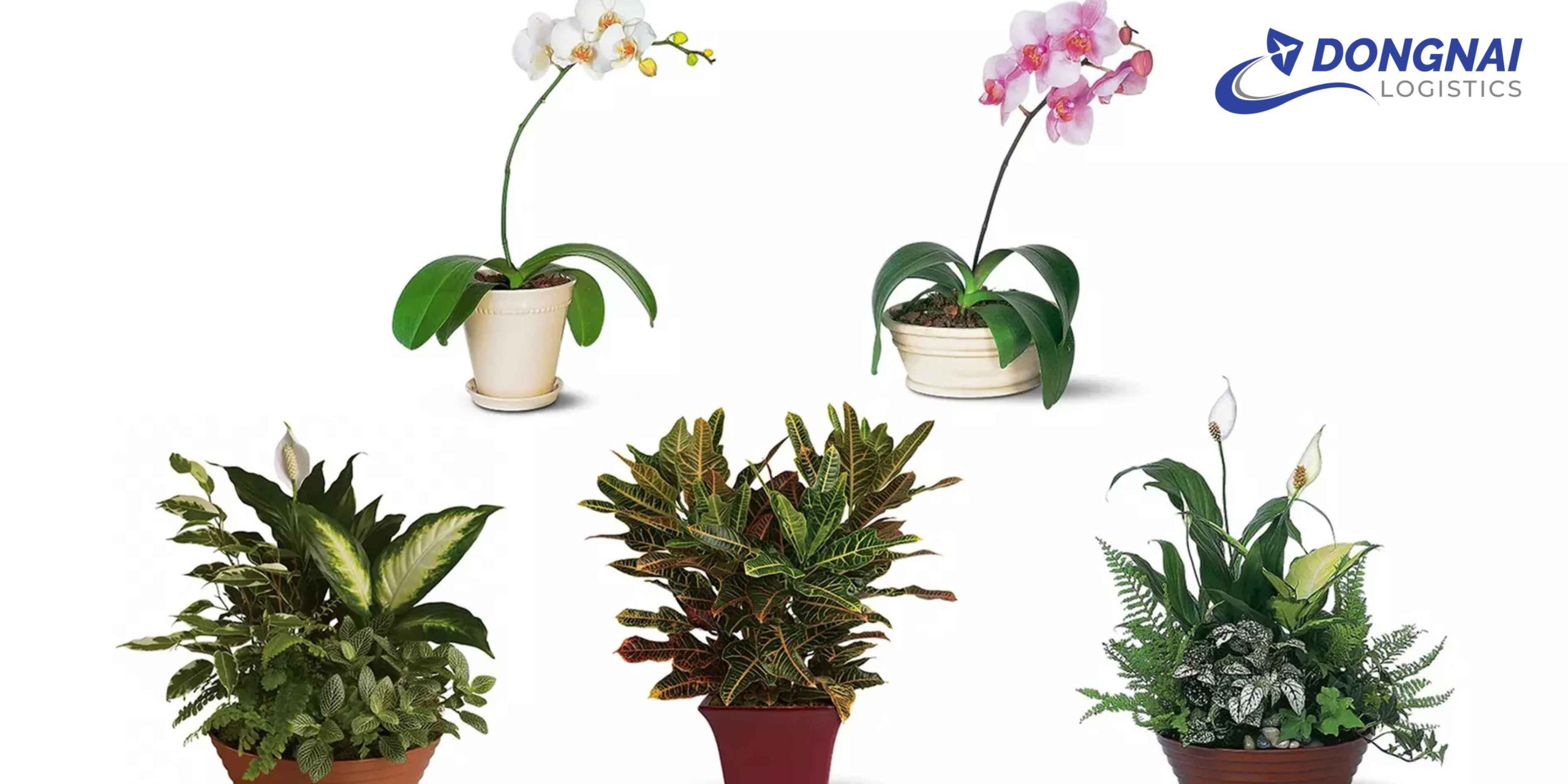 Gửi Cây Cảnh Từ Việt Nam Sang Úc An Toàn Cùng DongNai Logistics