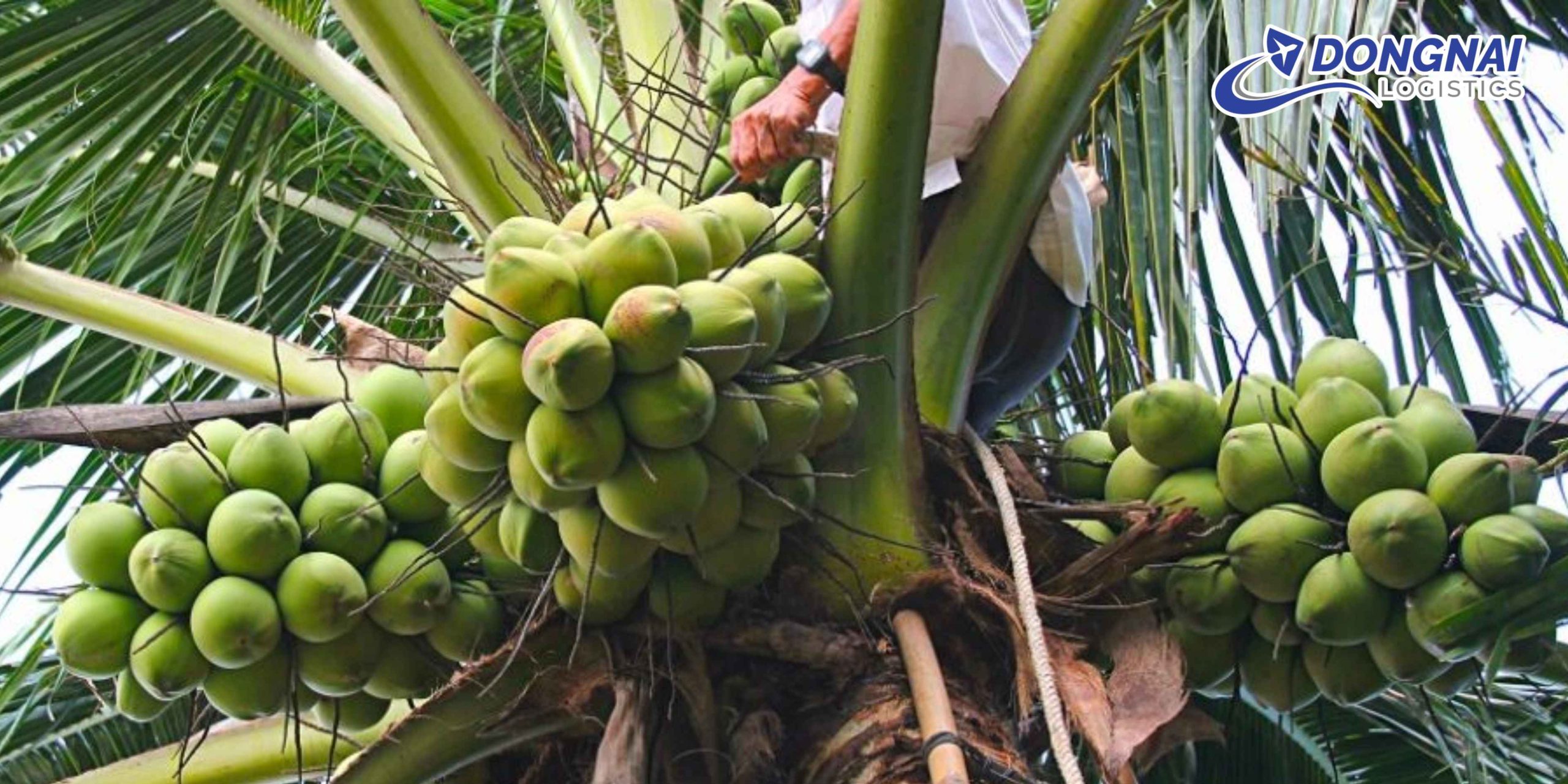 Gửi Dừa Bến Tre Đi Đà Lạt – Tươi Ngon, An Toàn Cùng DongNai Logistics