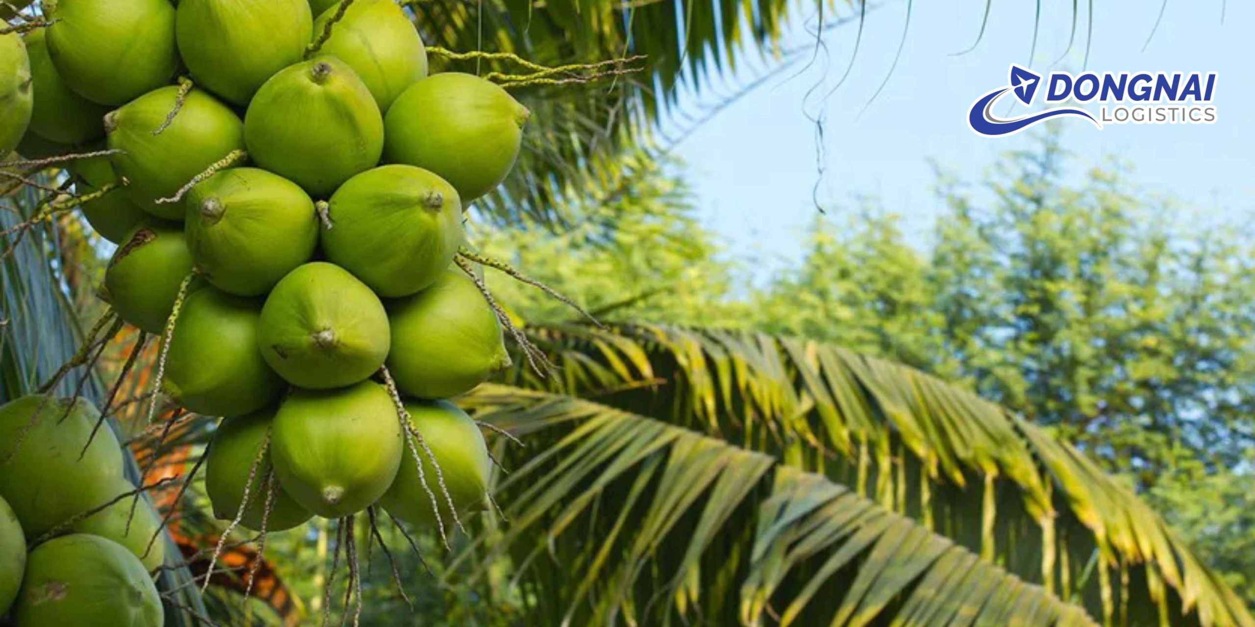 Gửi Dừa Bến Tre Đi Đà Lạt – Tươi Ngon, An Toàn Cùng DongNai Logistics