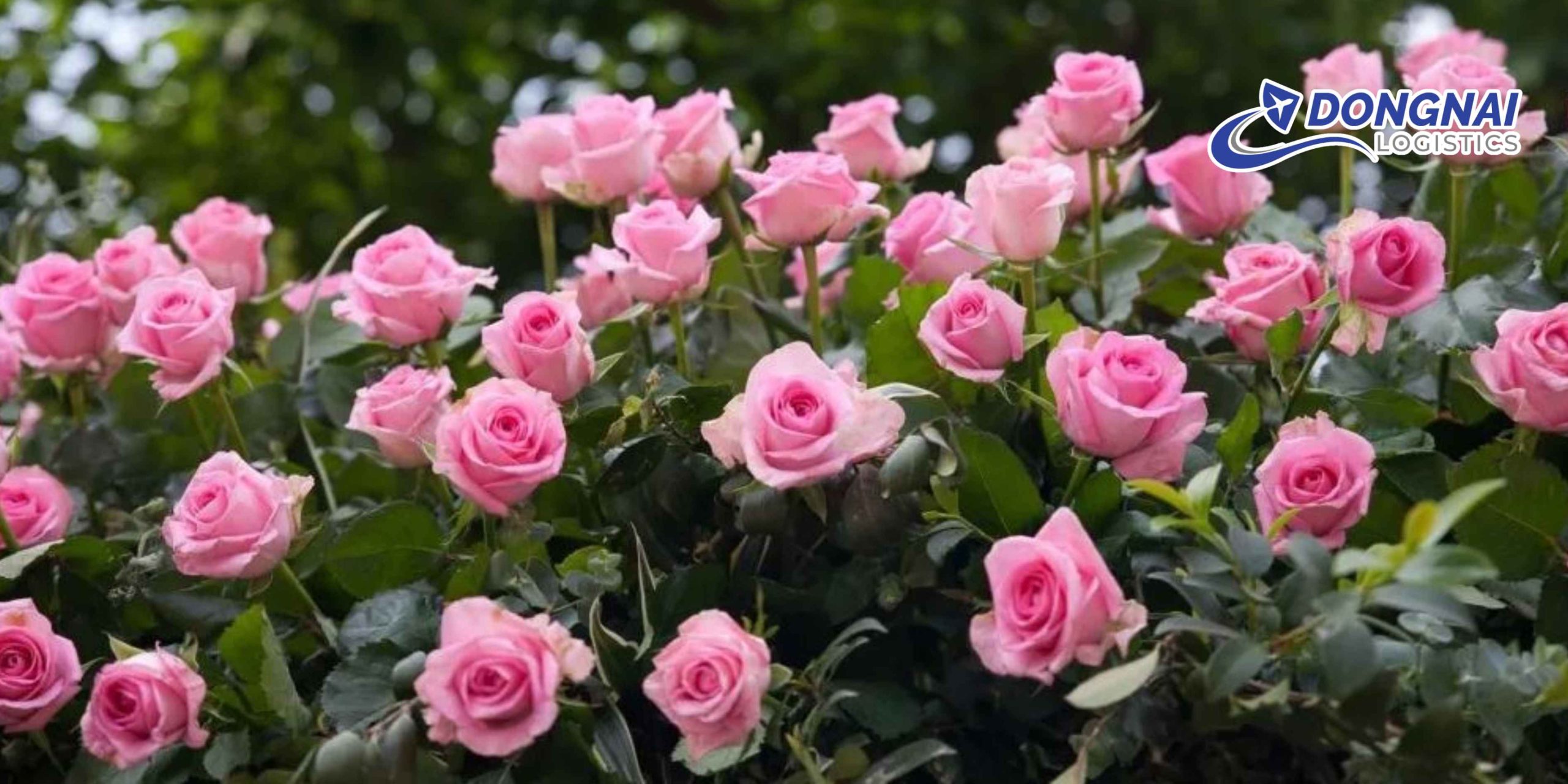Gửi Hoa Hồng Đà Lạt Vào TP.HCM – Tươi Lâu, Đúng Hẹn Cùng DongNai Logistics