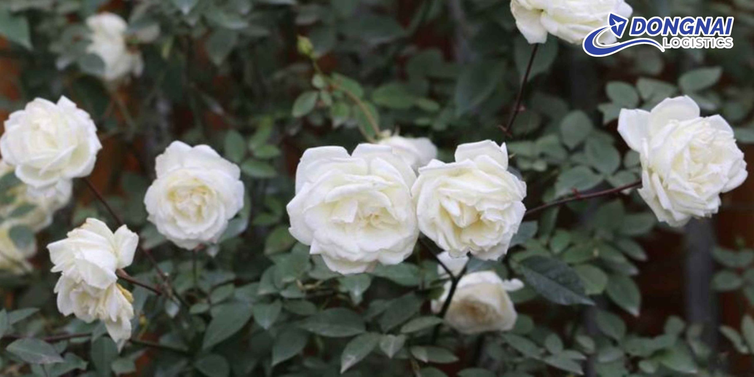 Gửi Hoa Hồng Đà Lạt Vào TP.HCM – Tươi Lâu, Đúng Hẹn Cùng DongNai Logistics