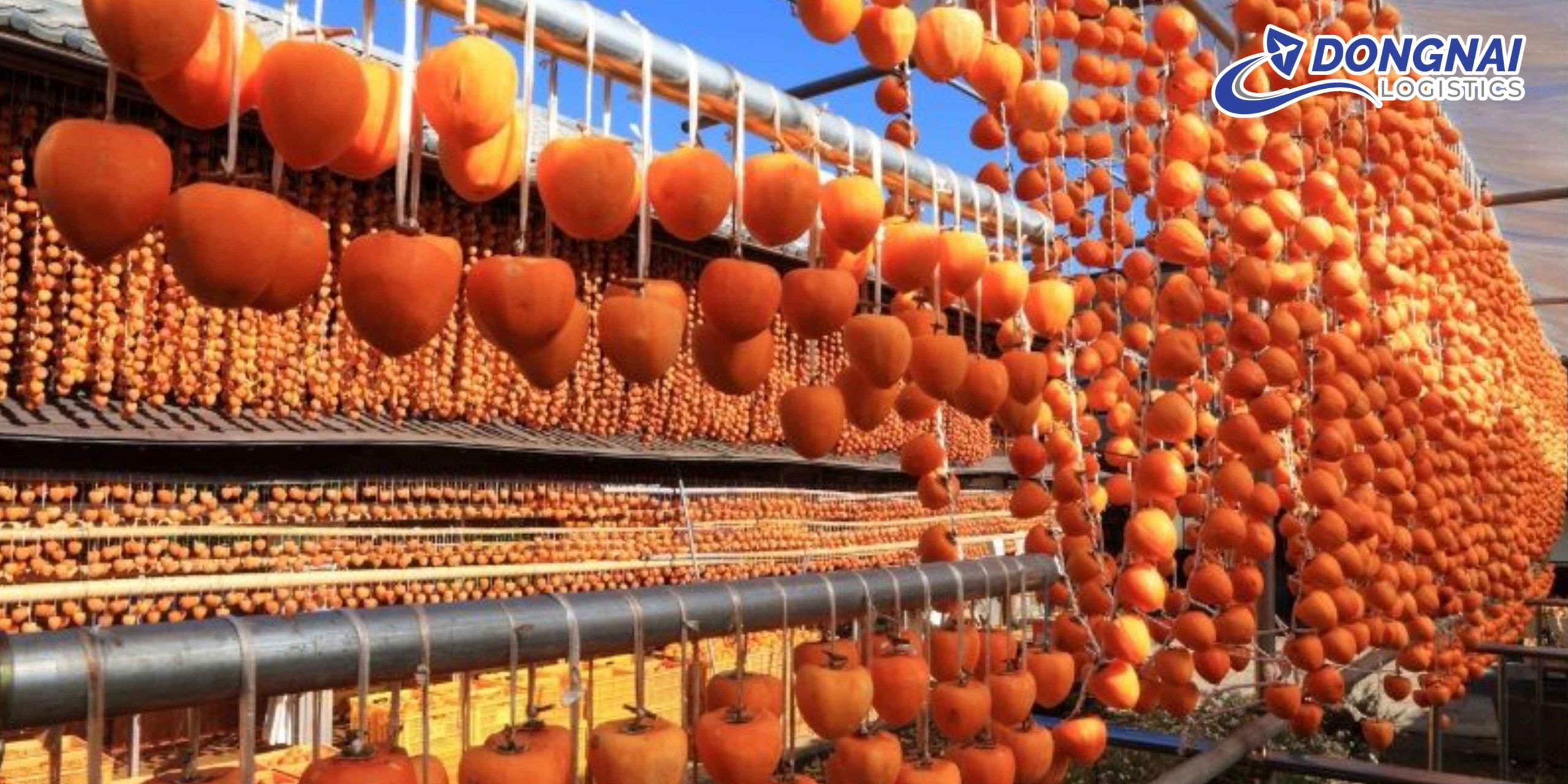 Gửi Hồng Treo Gió Từ Đà Lạt Đi Nam Định – Giữ Trọn Vị Ngọt Tự Nhiên Cùng DongNai Logistics