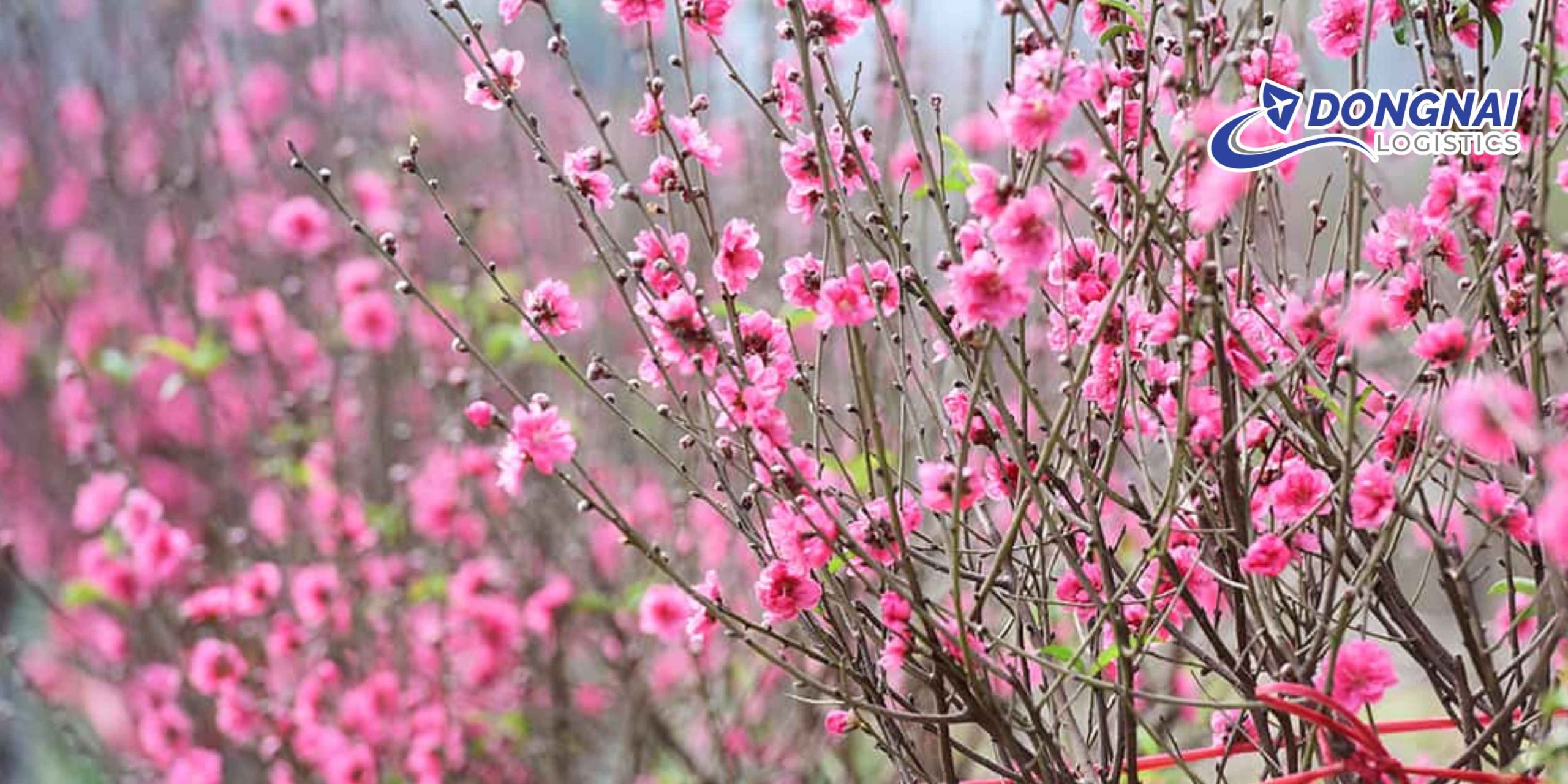 Gửi Cây Đào Từ Sơn La Đi Hà Nội – An Toàn, Nguyên Dáng Cùng DongNai Logistics