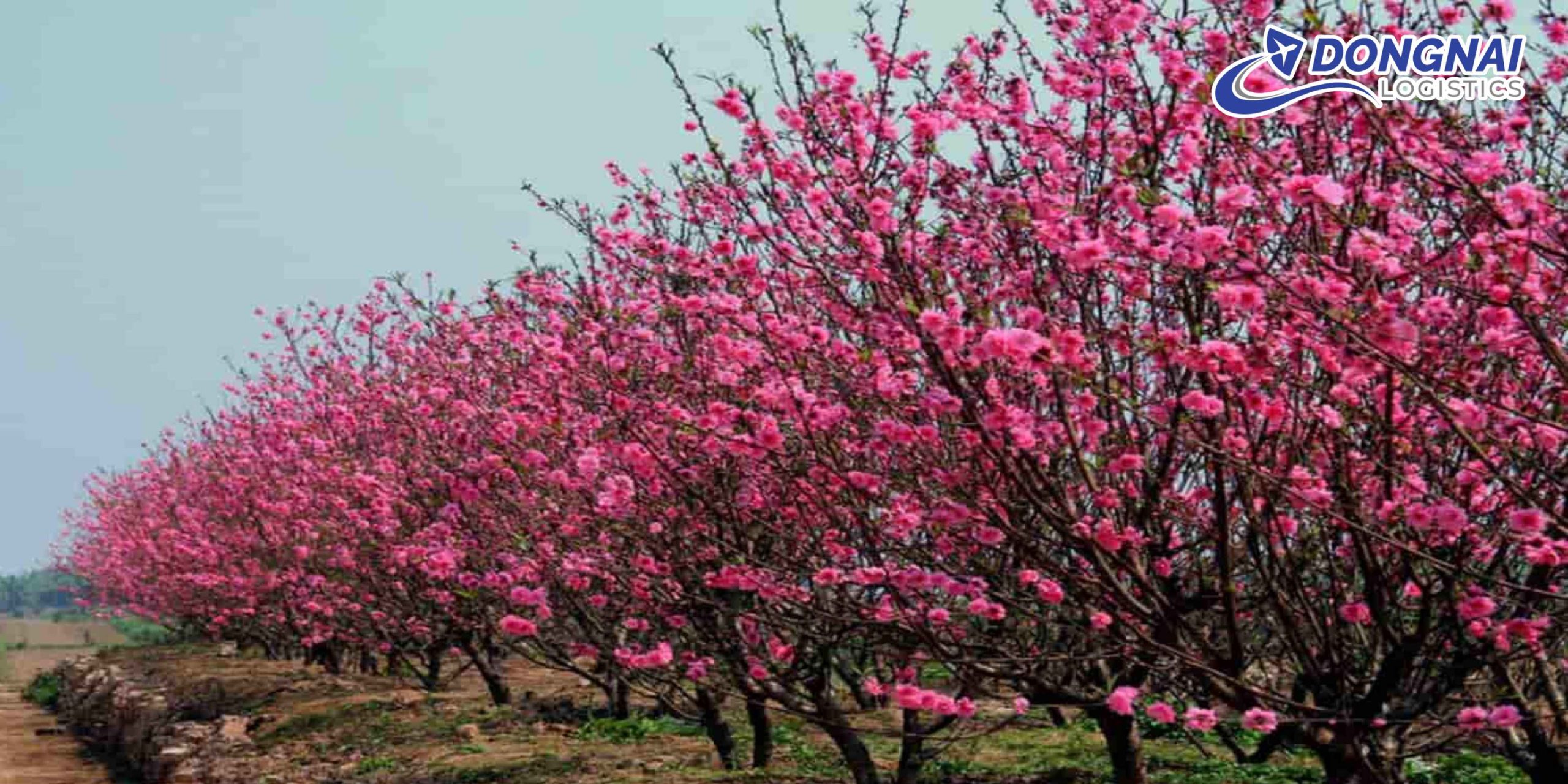 Gửi Cây Đào Từ Sơn La Đi Hà Nội – An Toàn, Nguyên Dáng Cùng DongNai Logistics