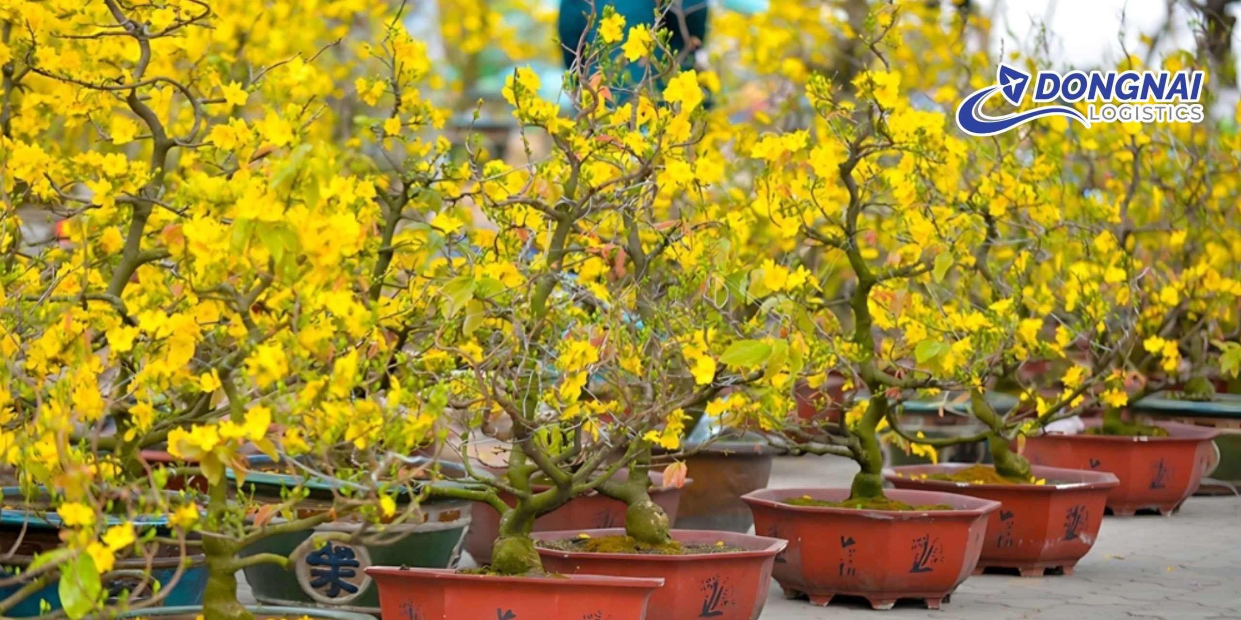 Gửi Hoa Mai Ngày Tết Từ Phú Yên Vào Đồng Nai An Toàn, Đúng Hẹn Cùng DongNai Logistics