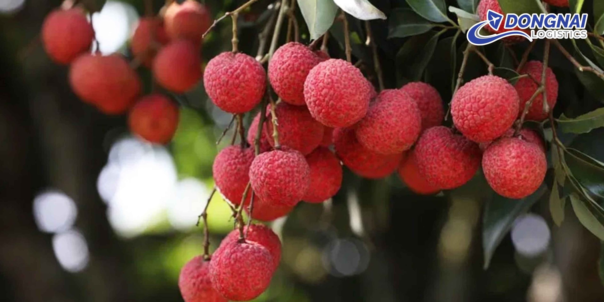 Gửi Vải Thiều Từ Việt Nam Đi Trung Quốc – Tươi Ngon Chuẩn Xuất Khẩu Cùng DongNai Logistics